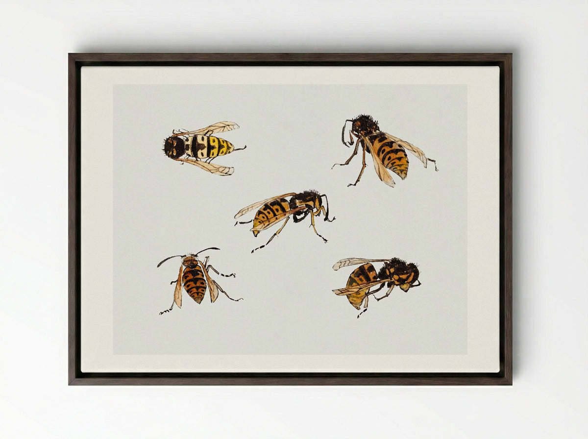 Studies of Wasps - Julie de Graag - Framed Canvas Dark Wood
