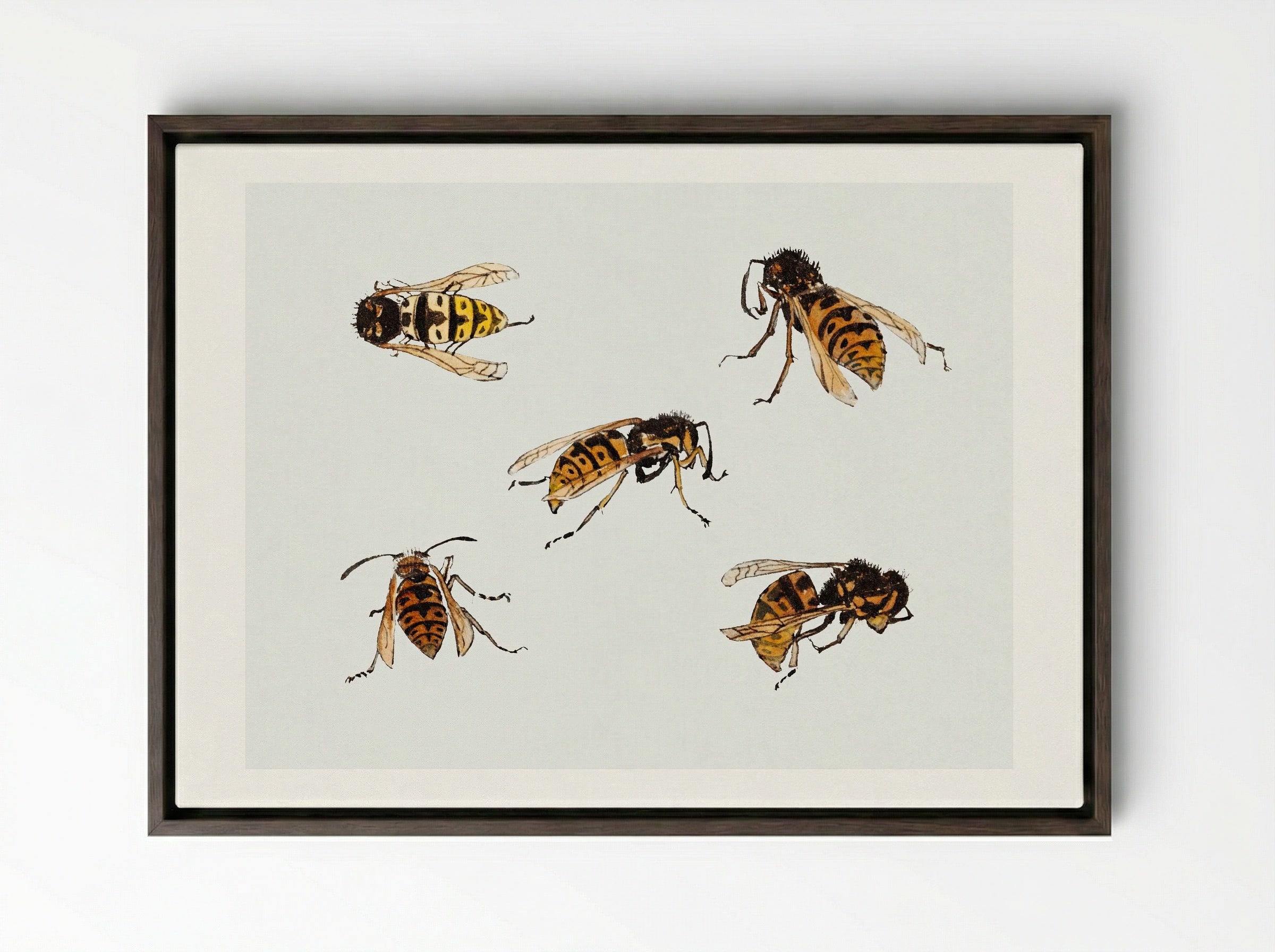 Studies of Wasps - Julie de Graag - Framed Canvas Dark Wood