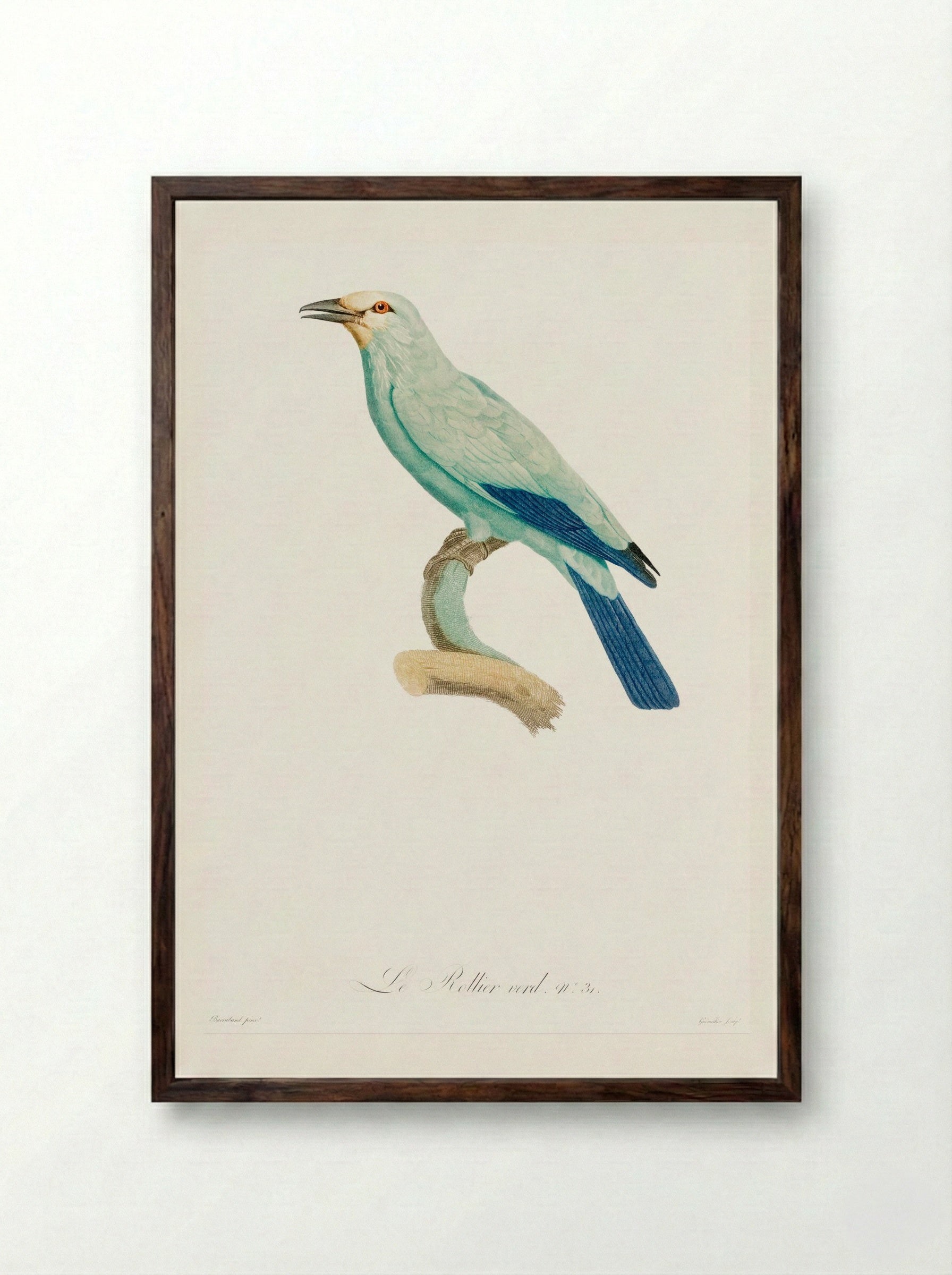 Green Roller - Jacques Barraband - Framed Print Dark Wood