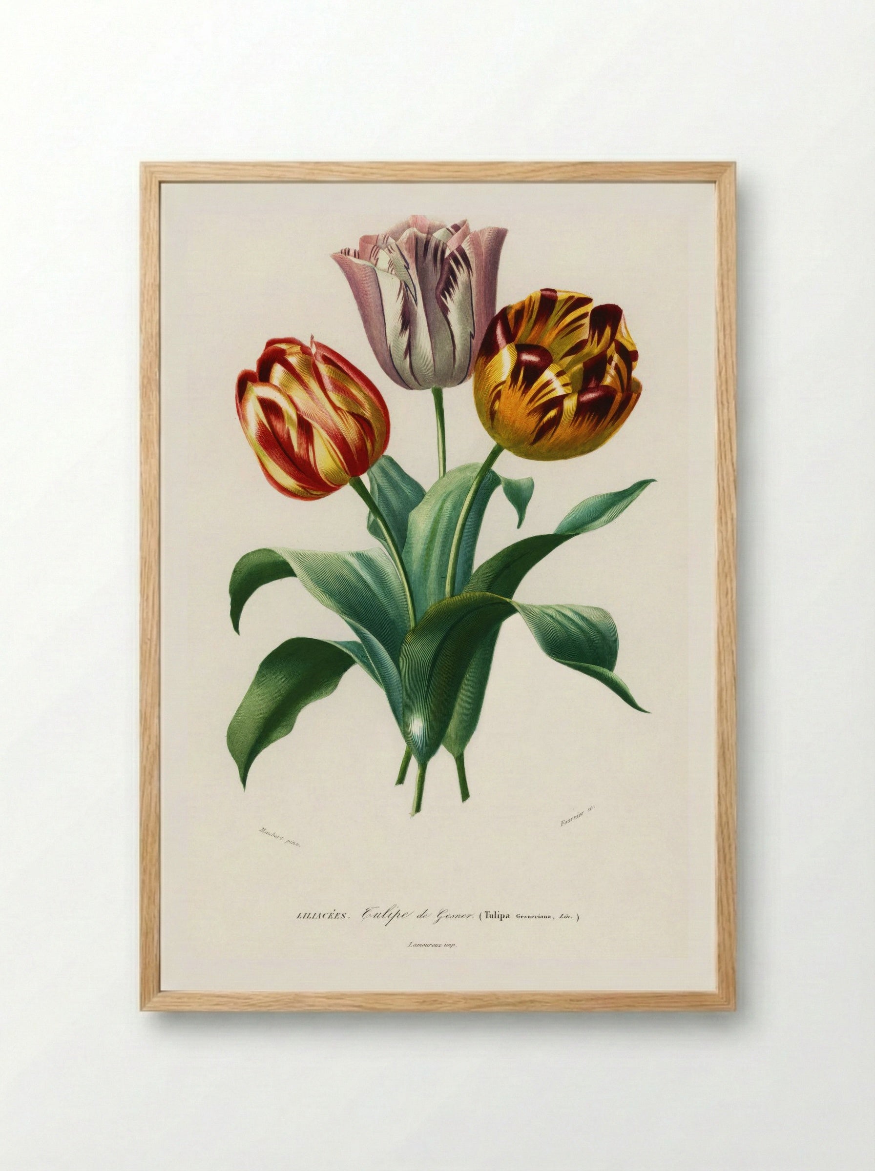 Tulip (Tulipa gesneriana) - Charles Dessalines D'Orbigny - Framed Print Wood