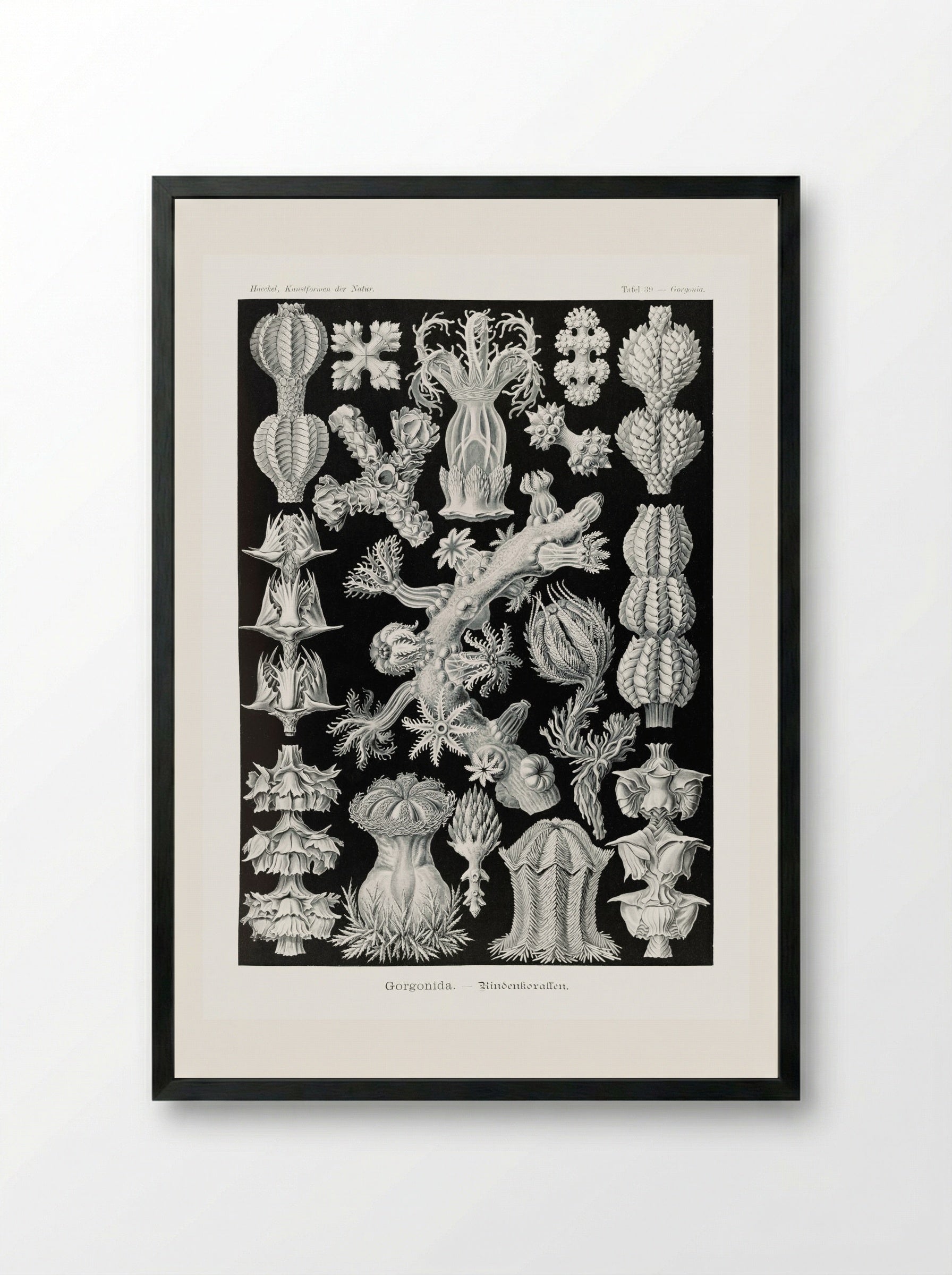 Gorgonida-Rindenkorallen (1904) - Ernst Haeckel - Framed Print Black