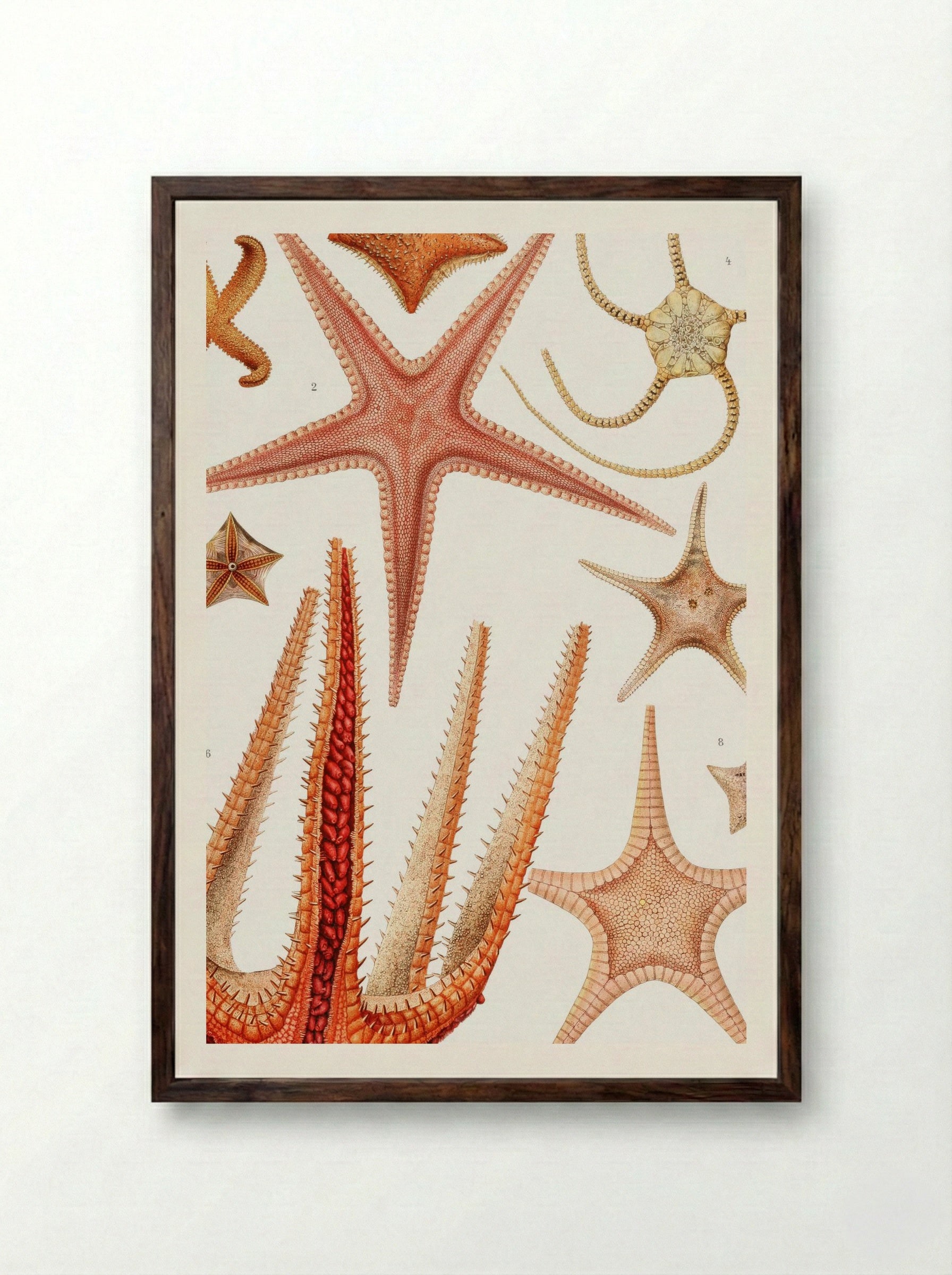 Starfish Varieties - Albert I of Monaco - Framed Print Dark Wood