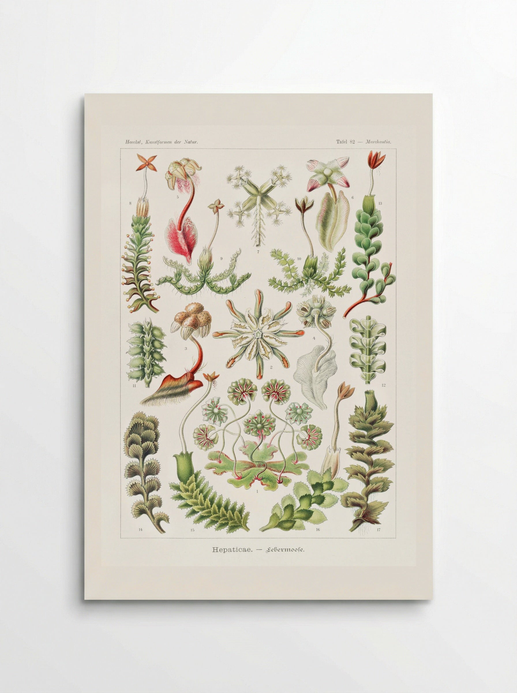 Hepaticae-Lebermoose (1904) - Ernst Haeckel - Poster