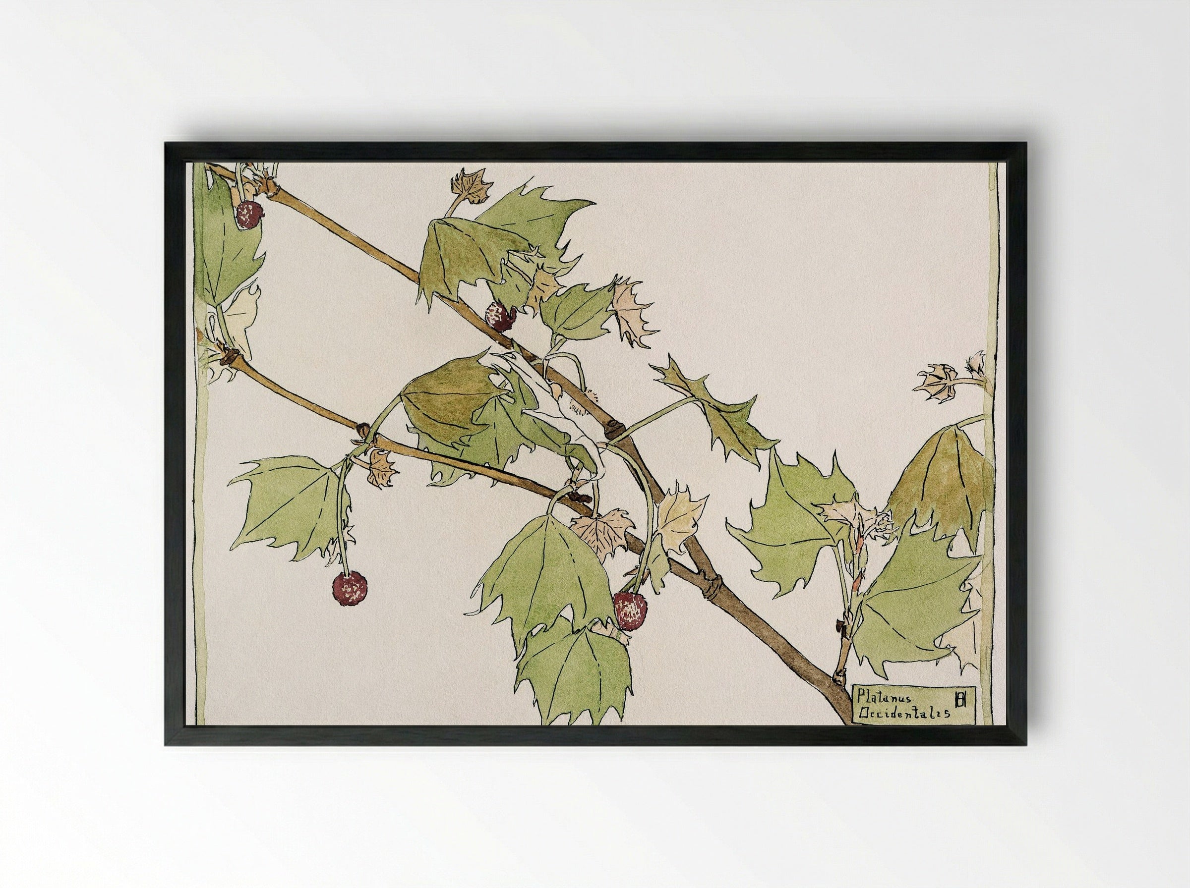 Sycamore (1915) - Hannah Borger Overbeck - Framed Print Black