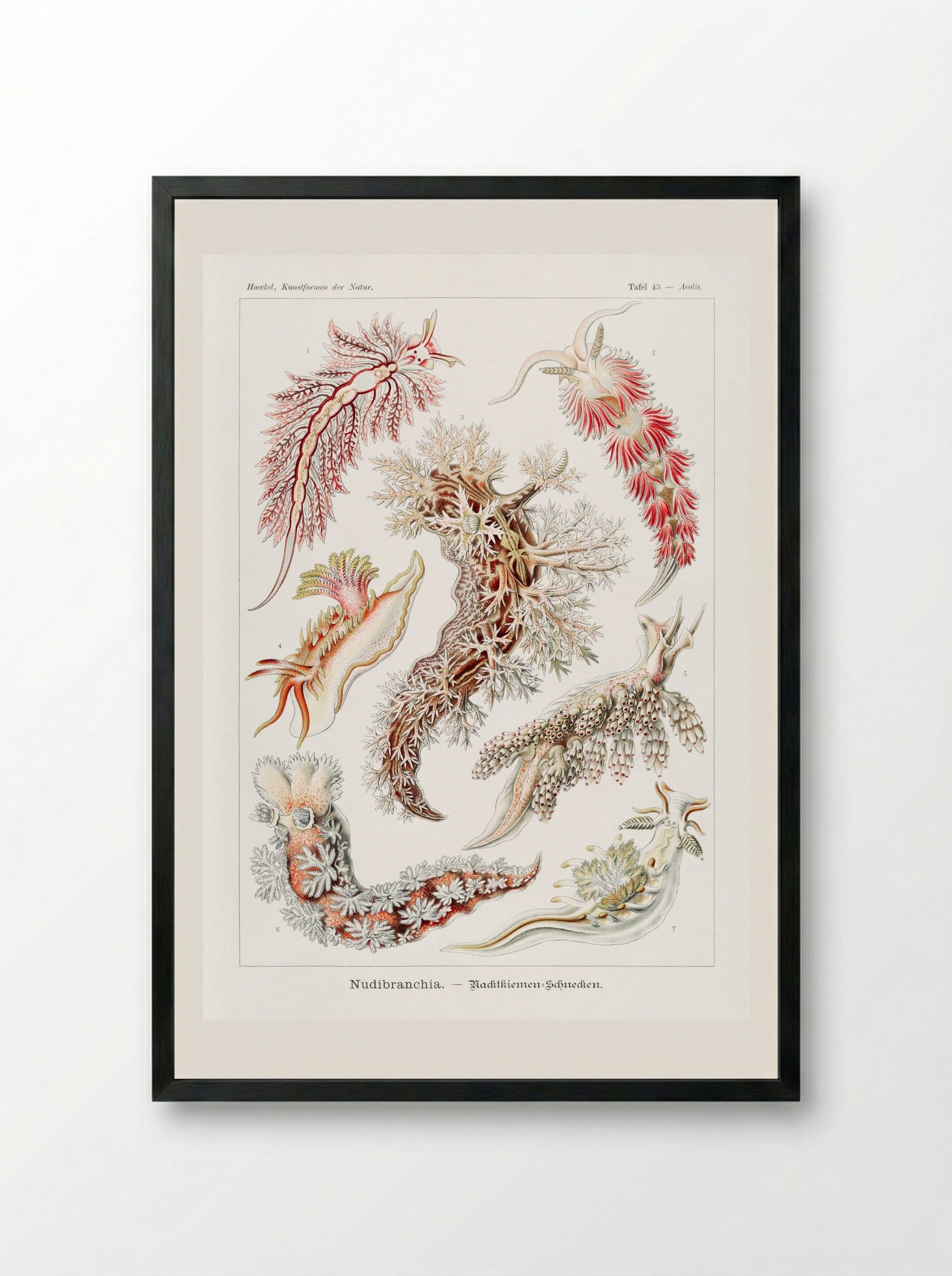 Nudibranchia-Nacktkiemen Schnecken (1904) - Ernst Haeckel - Framed Print Black