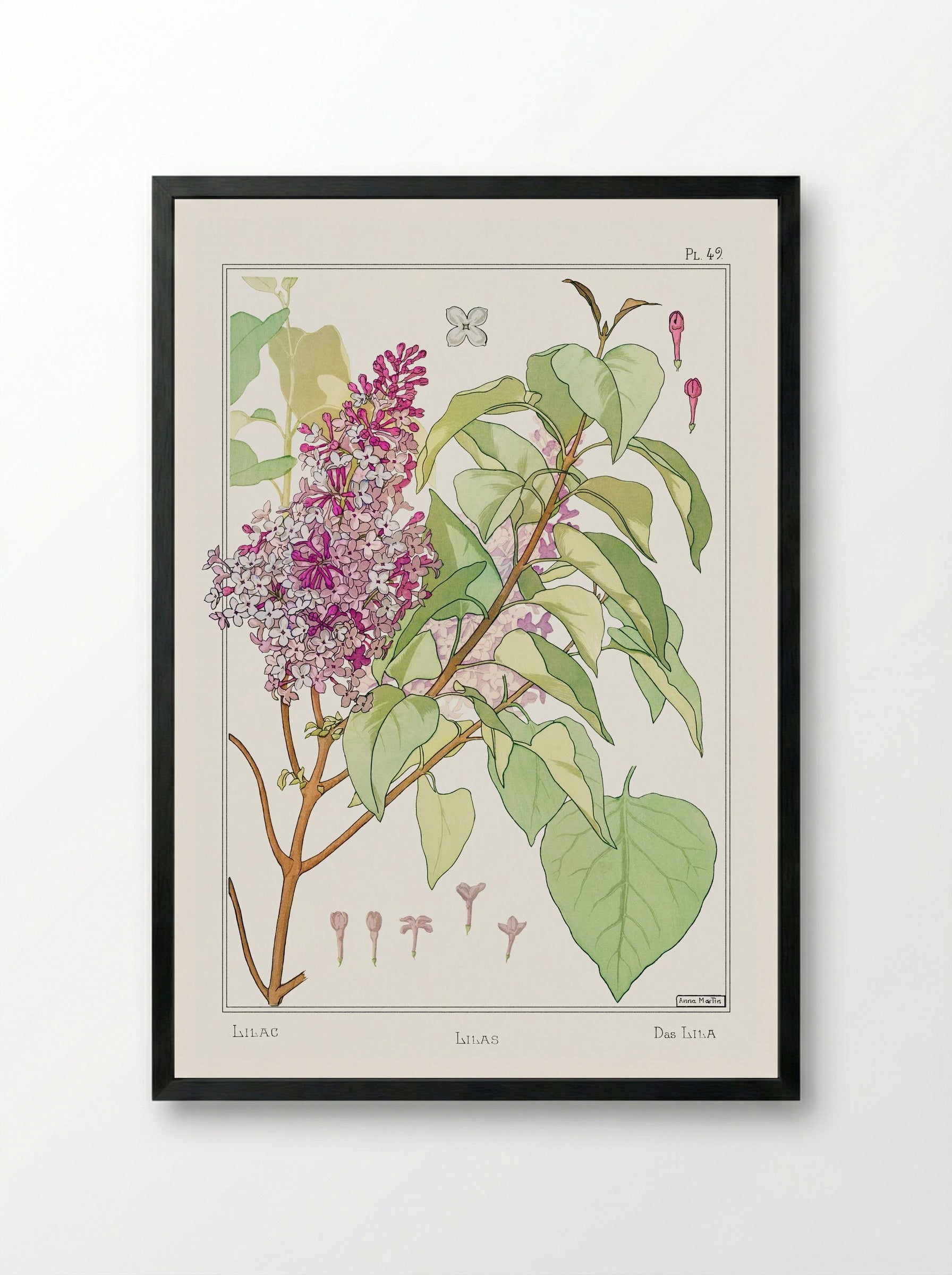 Lilas (Lilac) from La Plante et ses Applications ornementales - Maurice Pillard Verneuil - Framed Print Black