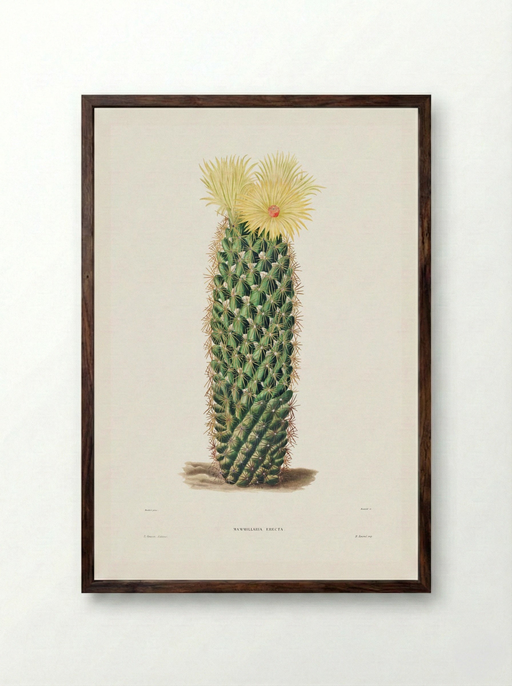 Hedgehog Cactus (Mammillaria Erecta) - Charles Antoine Lemaire - Framed Print Dark Wood
