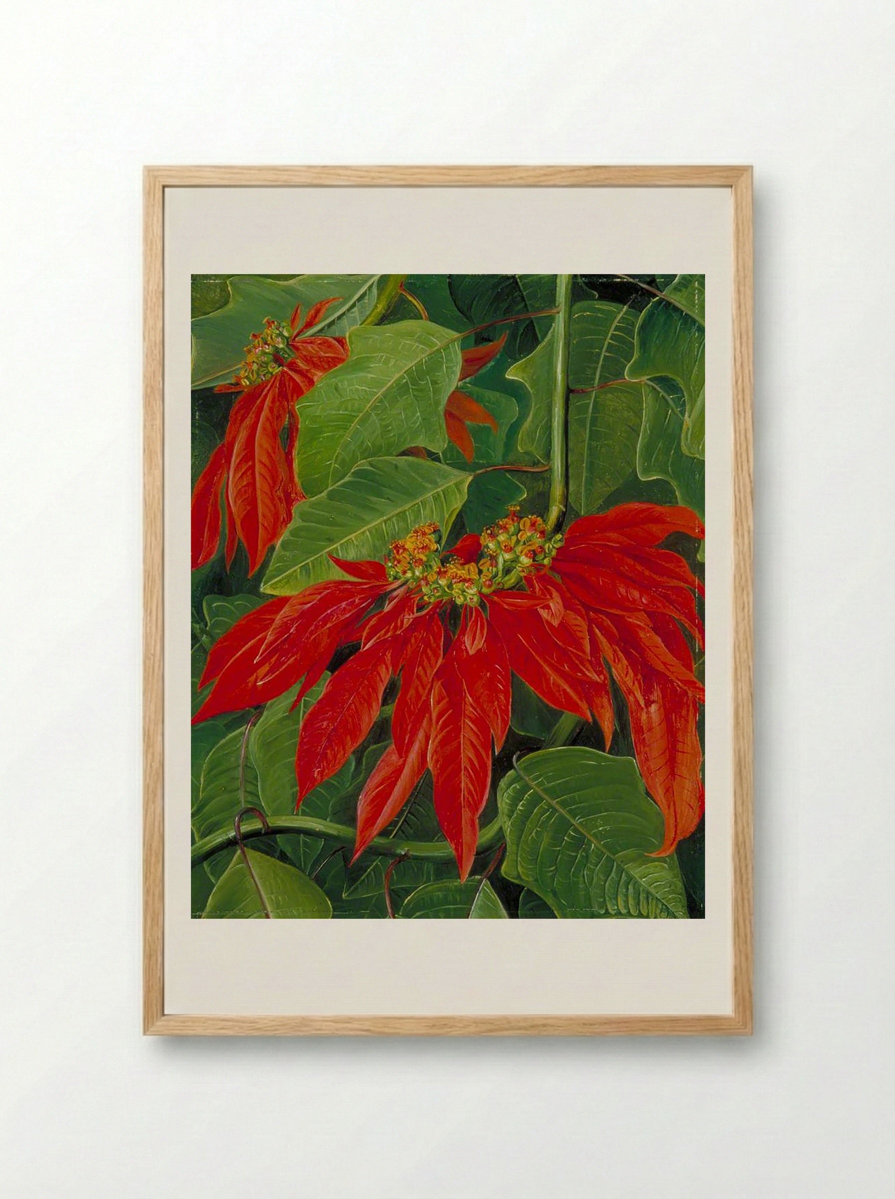 Flor de Pascua or Easter Flower, at Morro Velho, Brazil - Marianne North - Framed Print Wood