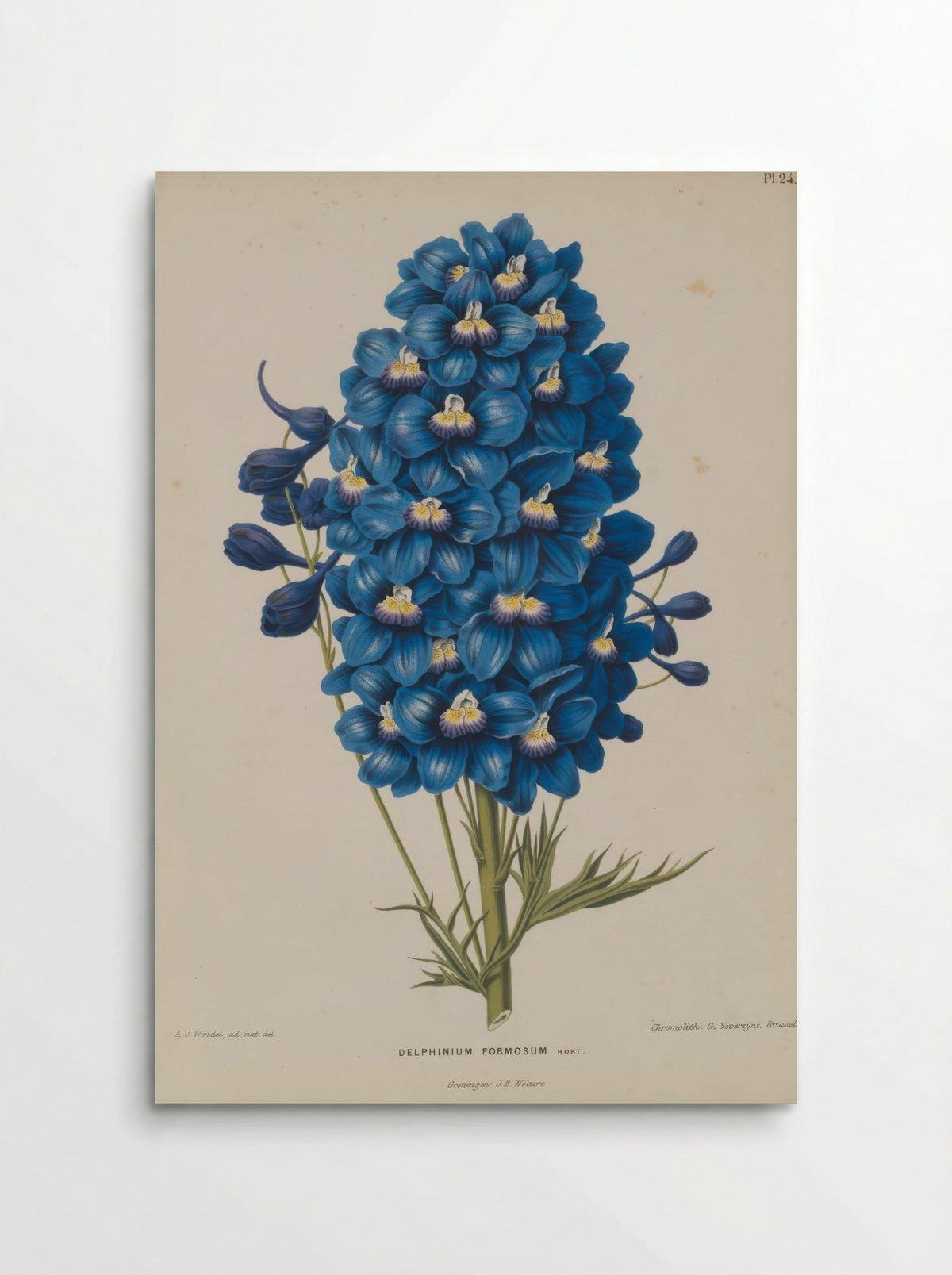 Delphinium Formosum Boiss A Huet - A. J. Wendel - Poster