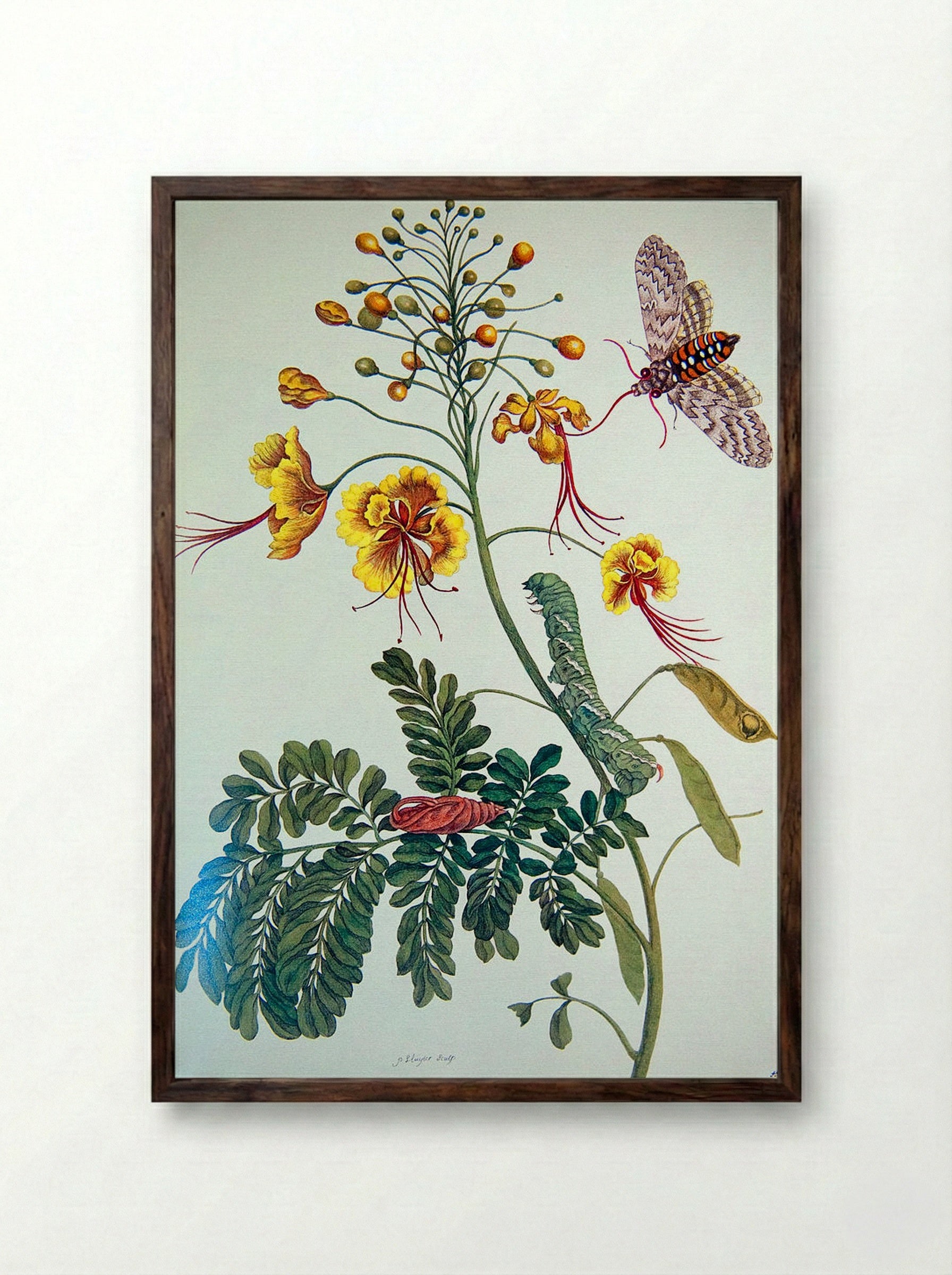 From Metamorphosis insectorum Surinamensium, Plate XLV - Maria Sibylla Merian - Framed Print Dark Wood