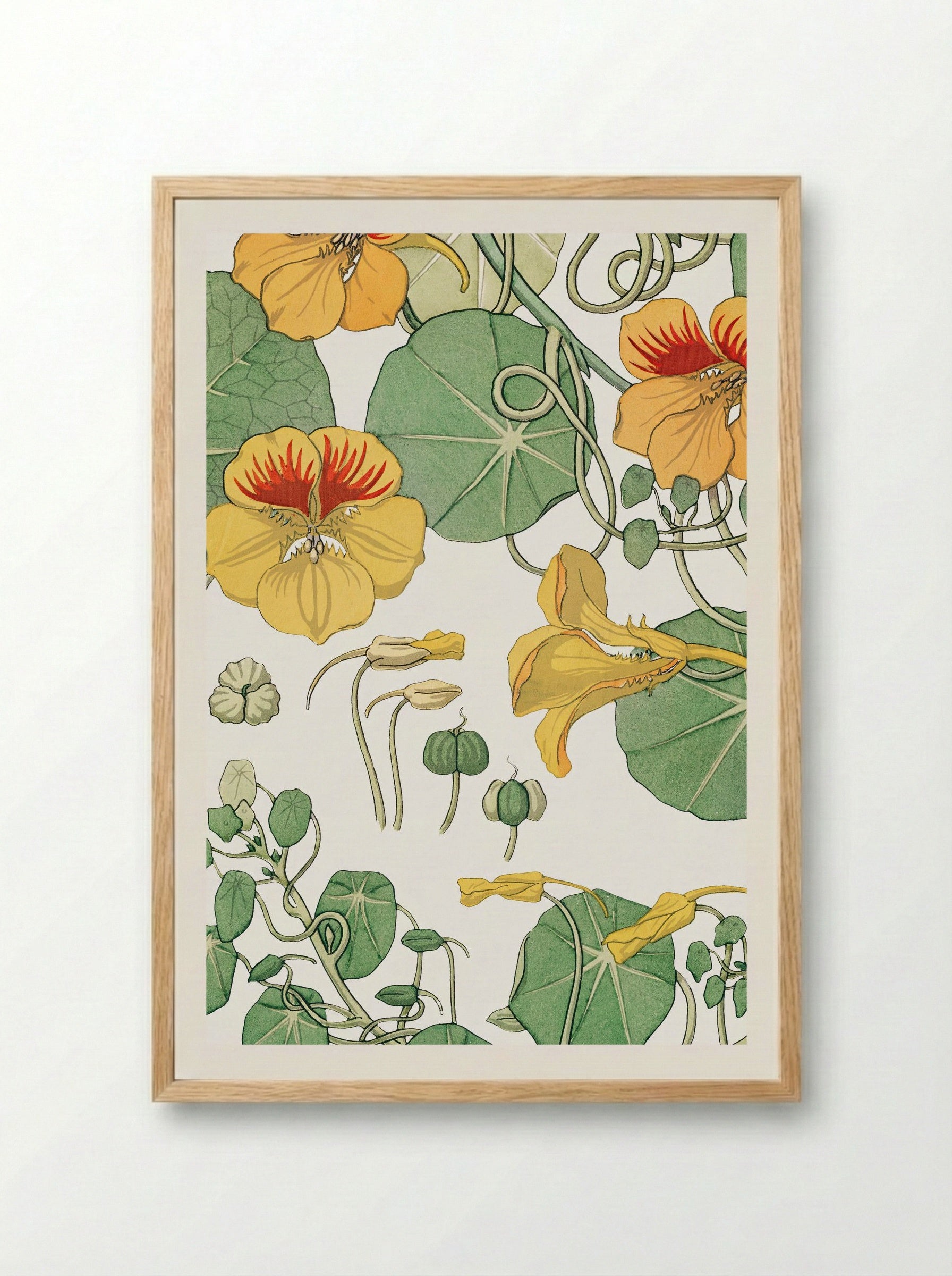 Capucine (Nasturtium) - Maurice Pillard Verneuil - Framed Print Wood