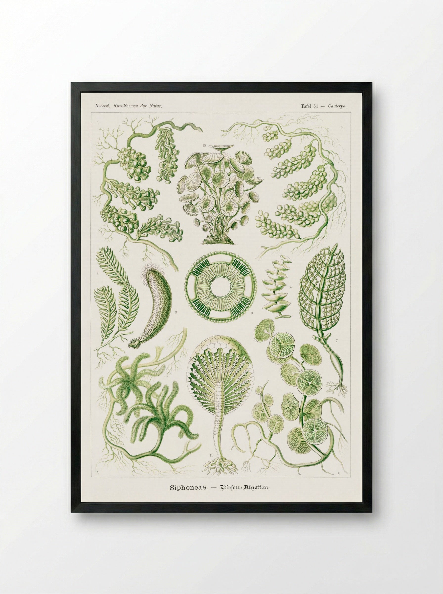 Siphoneae-Riesen Algetten (1904) - Ernst Haeckel - Framed Print Black