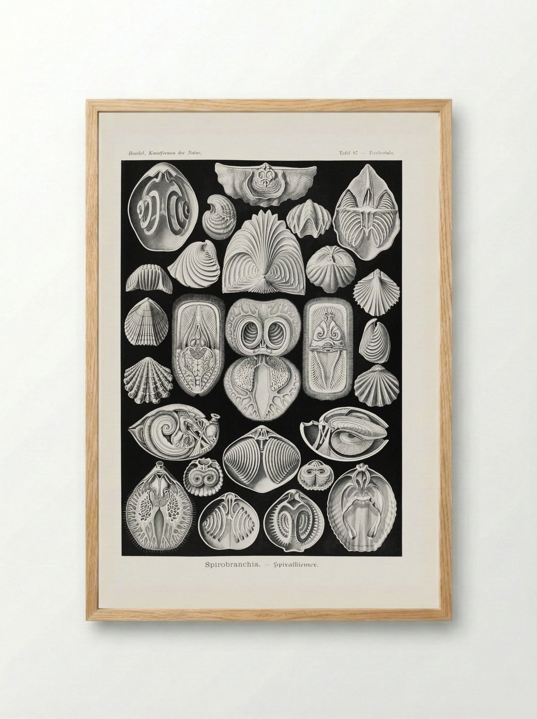 Spirobranchia-Spiralkiemer (1904) - Ernst Haeckel - Framed Print Wood