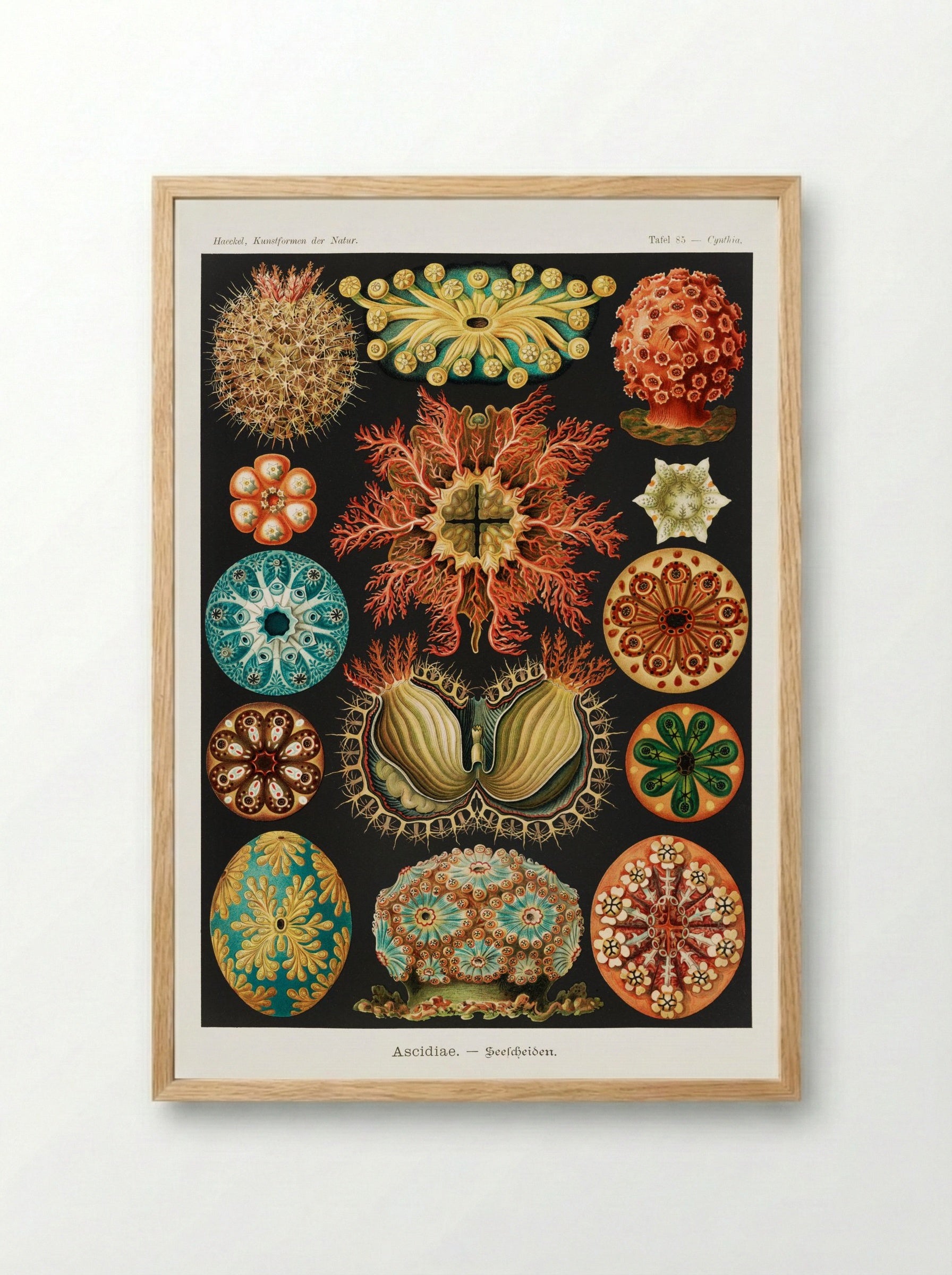Ascidiae-Seescheiden (1904) - Ernst Haeckel - Framed Print Wood