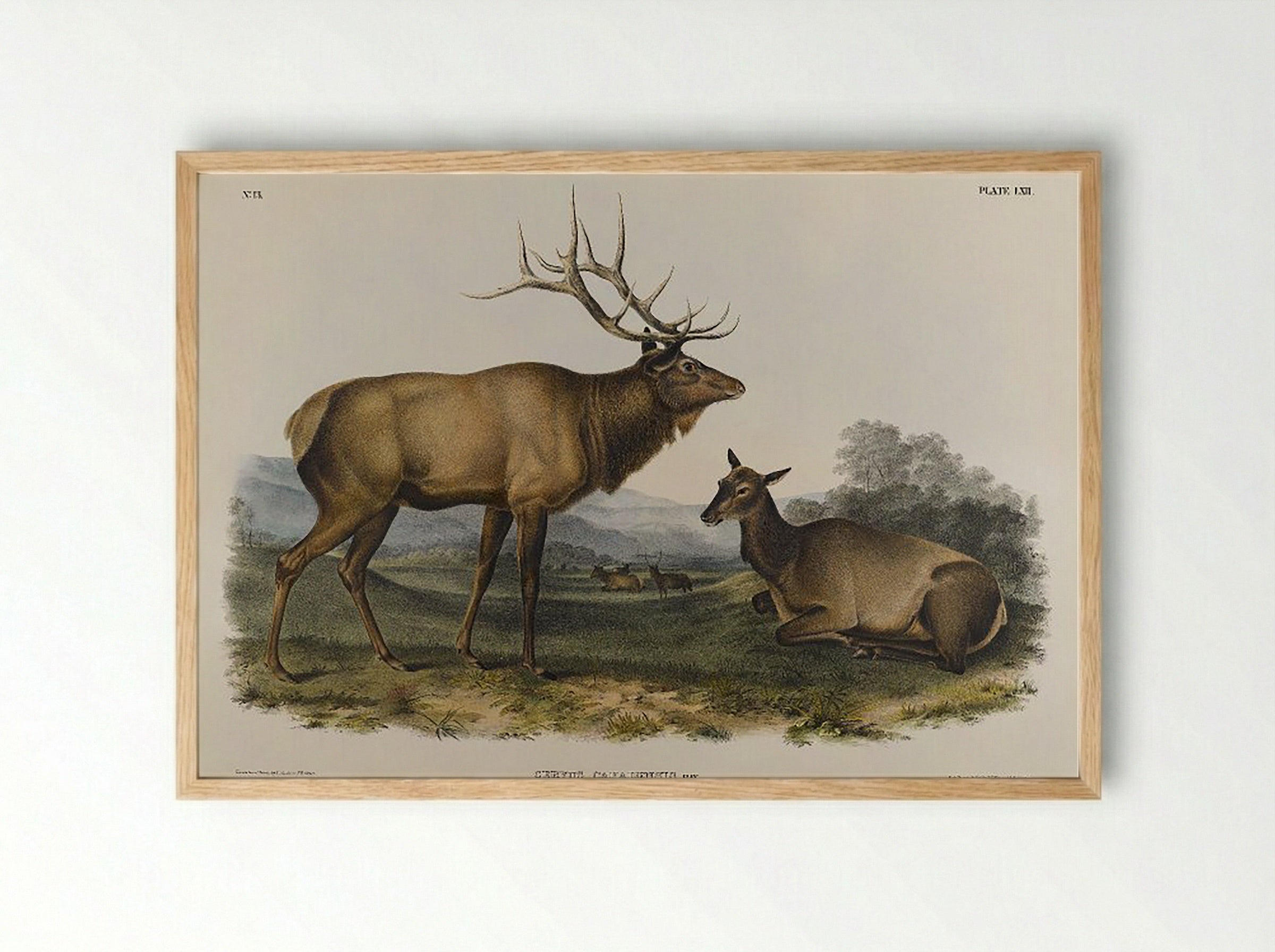 American Elk (Cervus Canadensis, Ray) - John James Audubon - Framed Print Wood