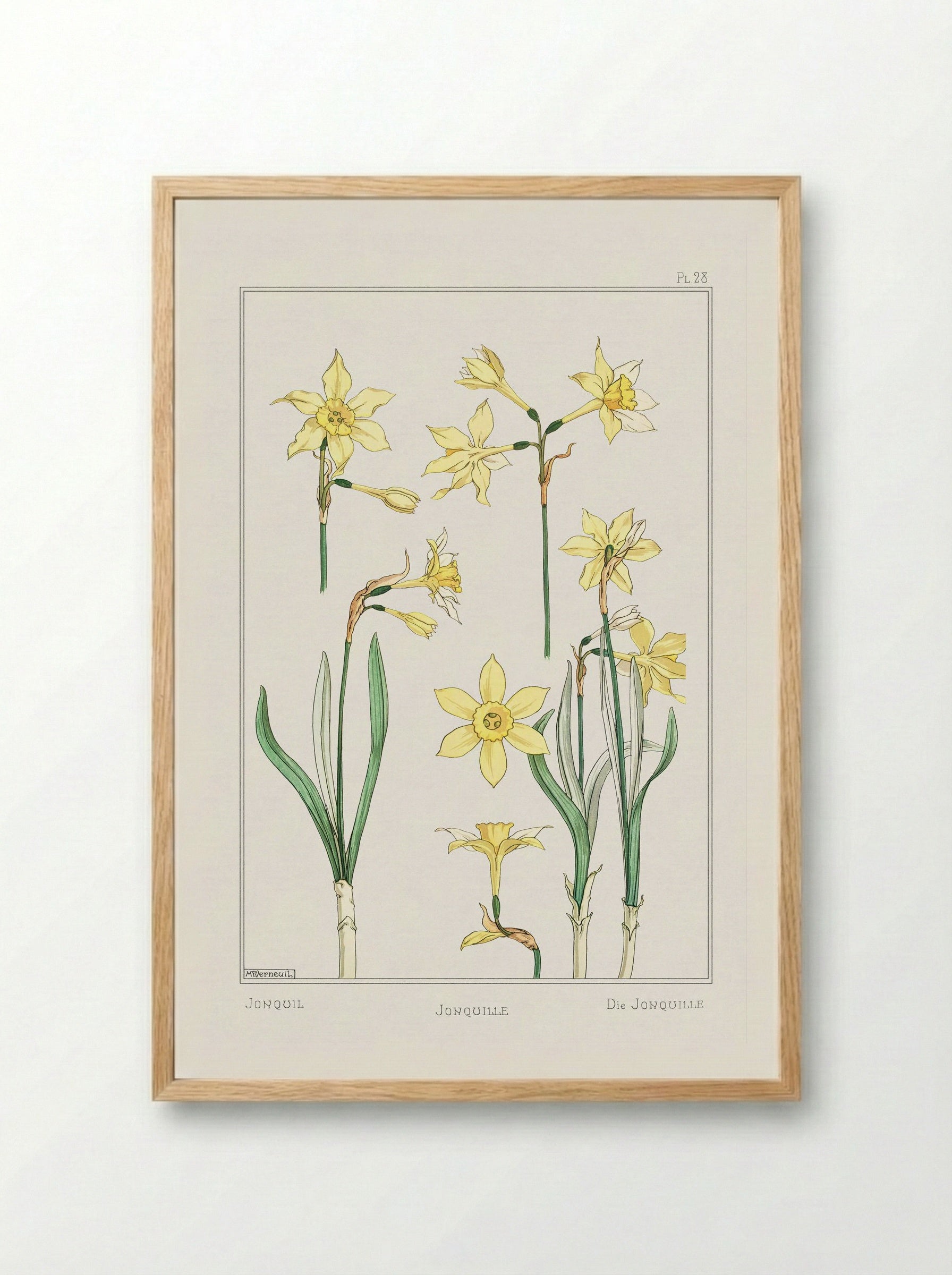 Jonquille or Jonquil - Maurice Pillard Verneuil - Framed Print Wood