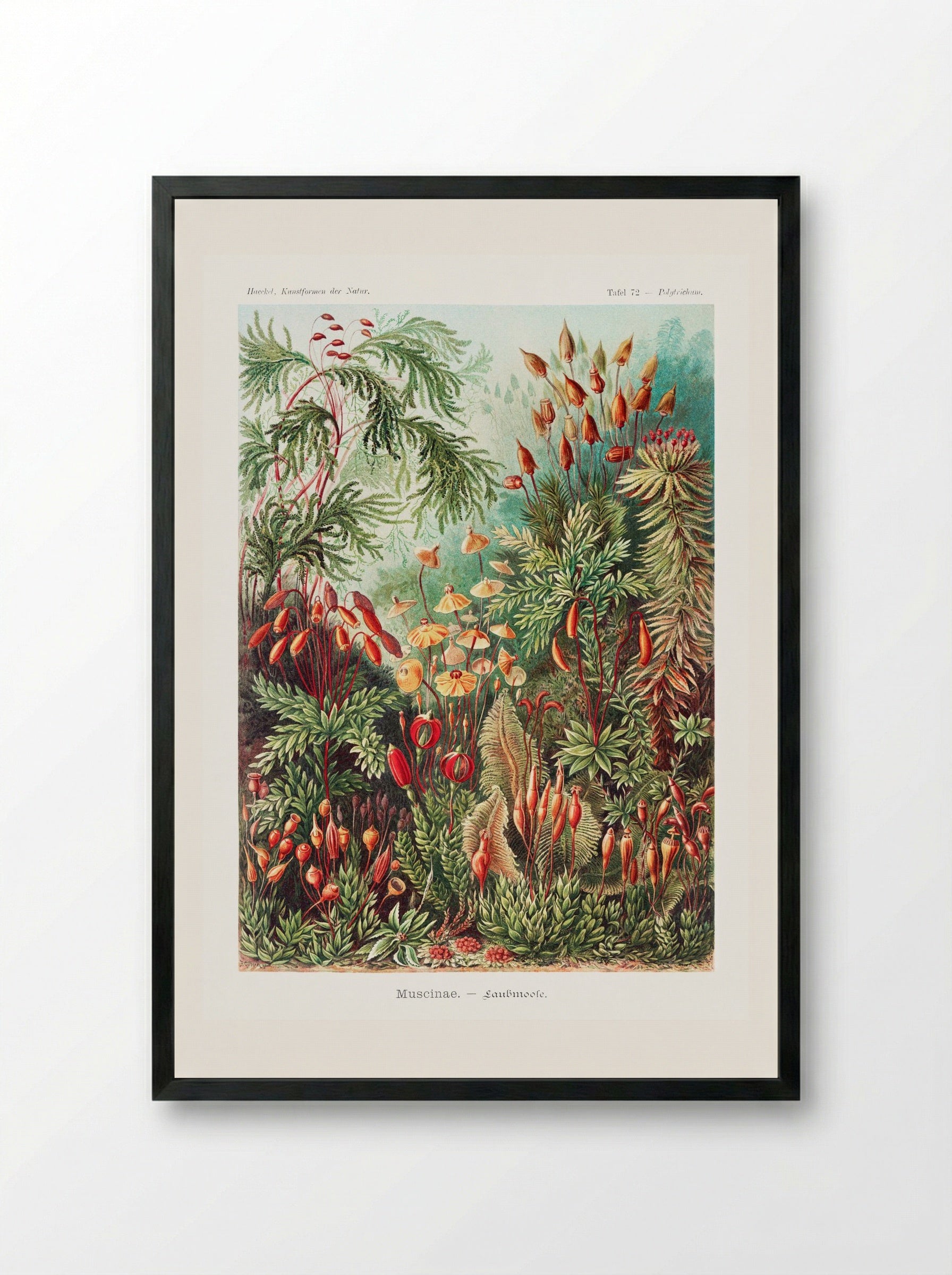 Muscinae-Laubmoose (1904) - Ernst Haeckel - Framed Print Black
