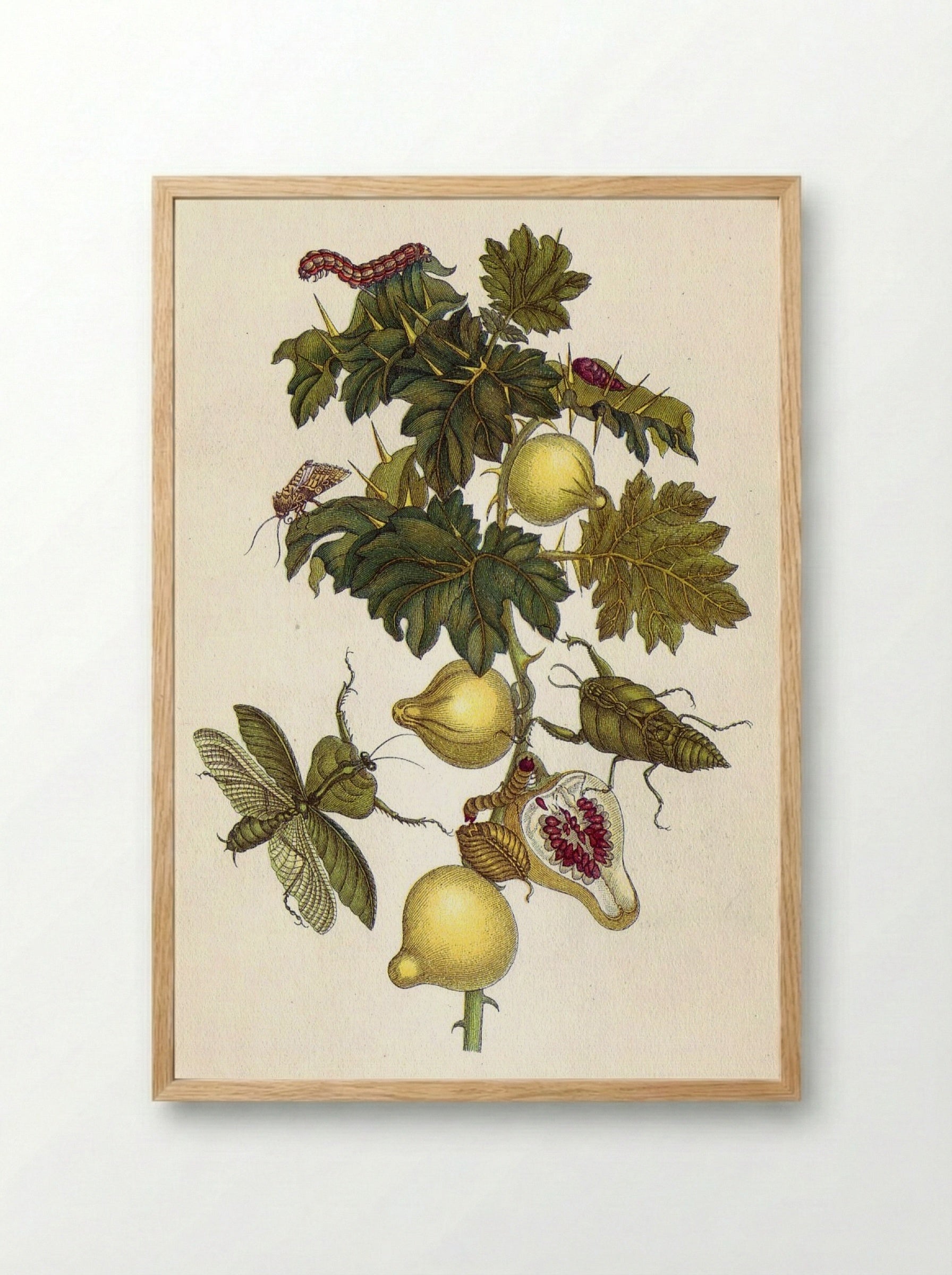 Musa paradisiaca - Maria Sibylla Merian - Framed Print Wood