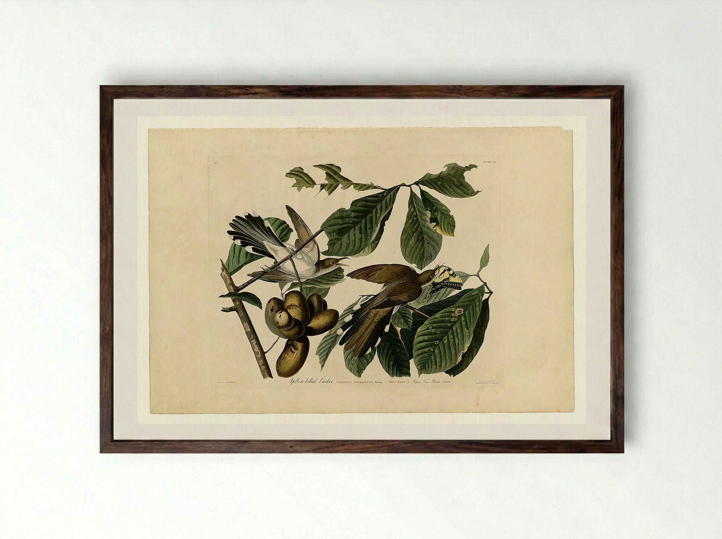 Plate 2. Yellow-billed Cuckoo - John James Audubon - Framed Print Dark Wood