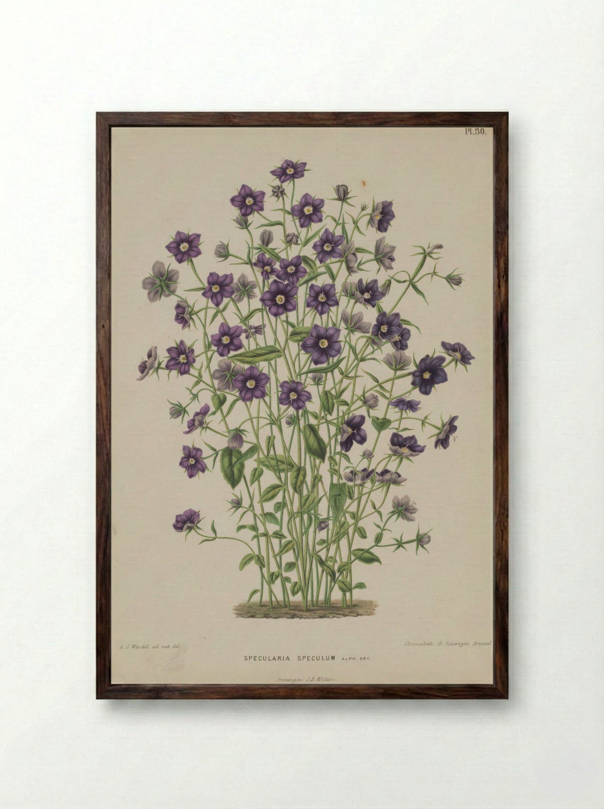 Campanula Speculum Veneris L. - A. J. Wendel - Framed Print Dark Wood