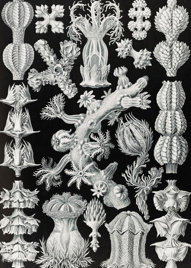 Botanical & Nature