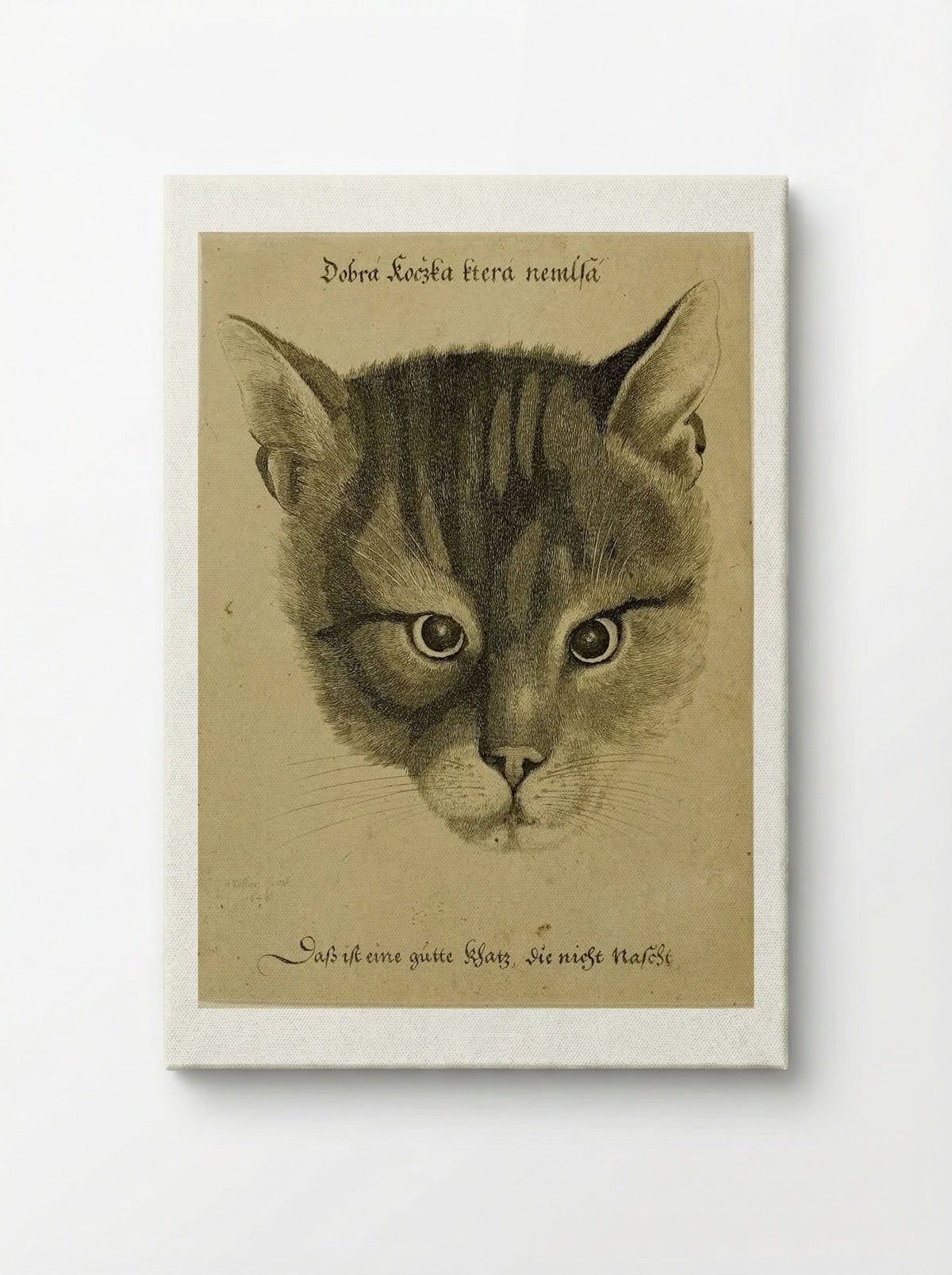 Head of a Cat - Wenceslaus Hollar - Canvas