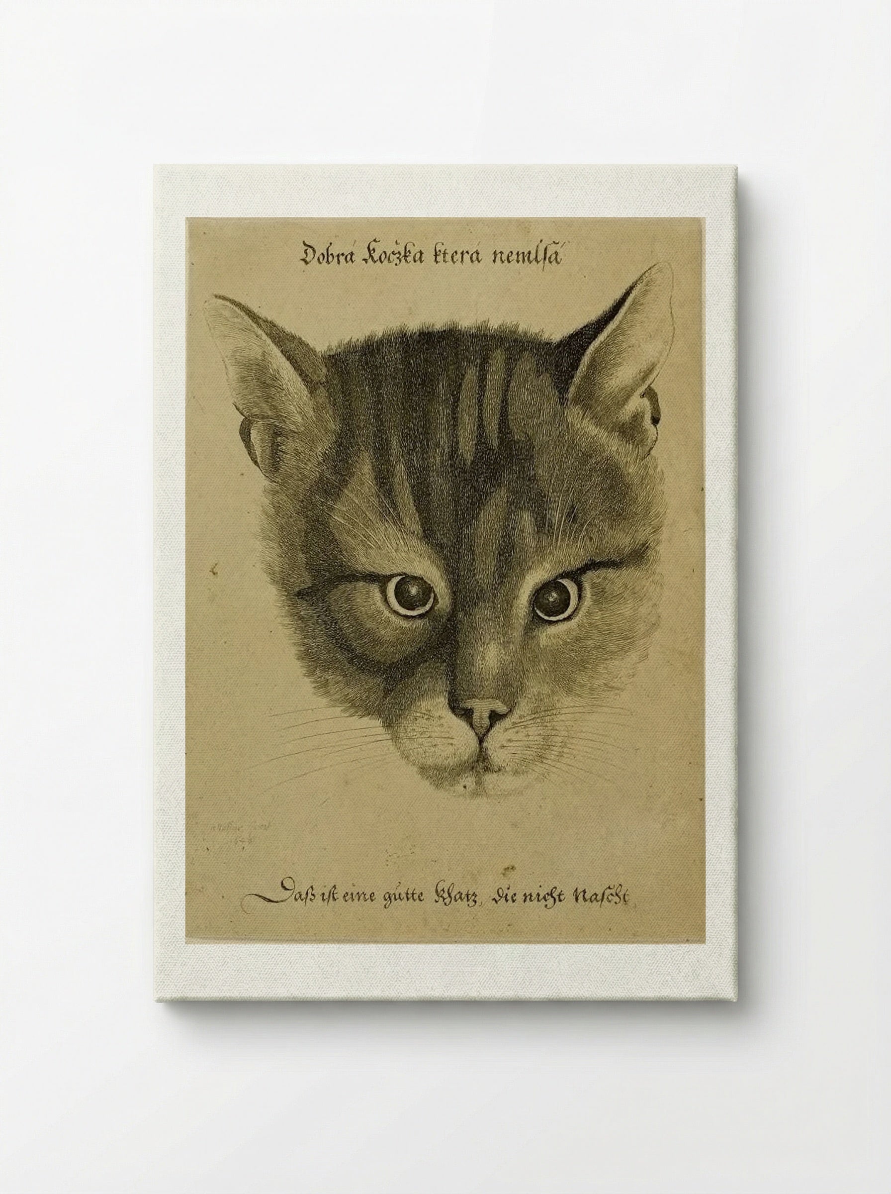 Head of a Cat - Wenceslaus Hollar - Canvas