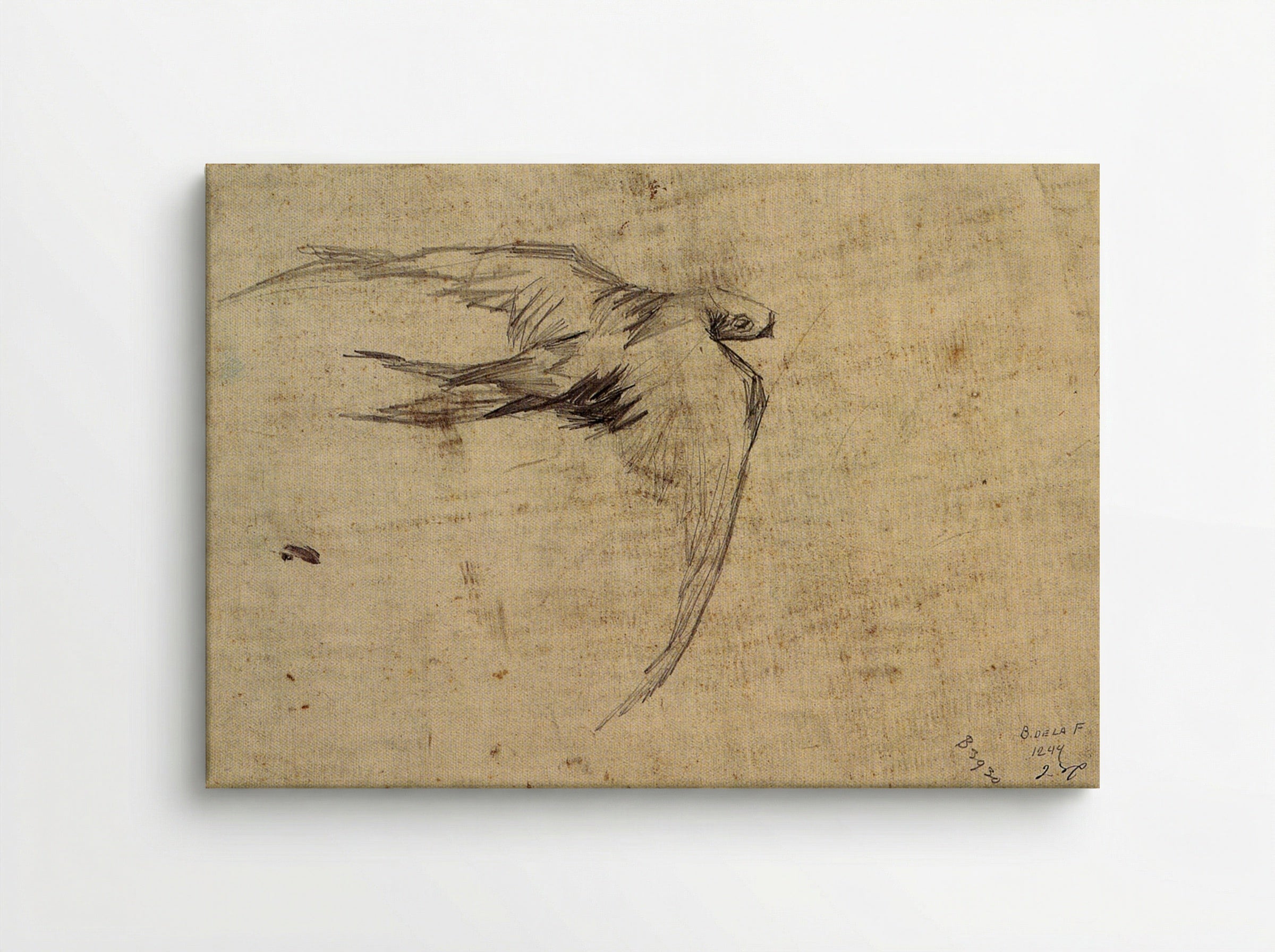 Study of a Swift in Flight - Leonardo da Vinci - Canvas