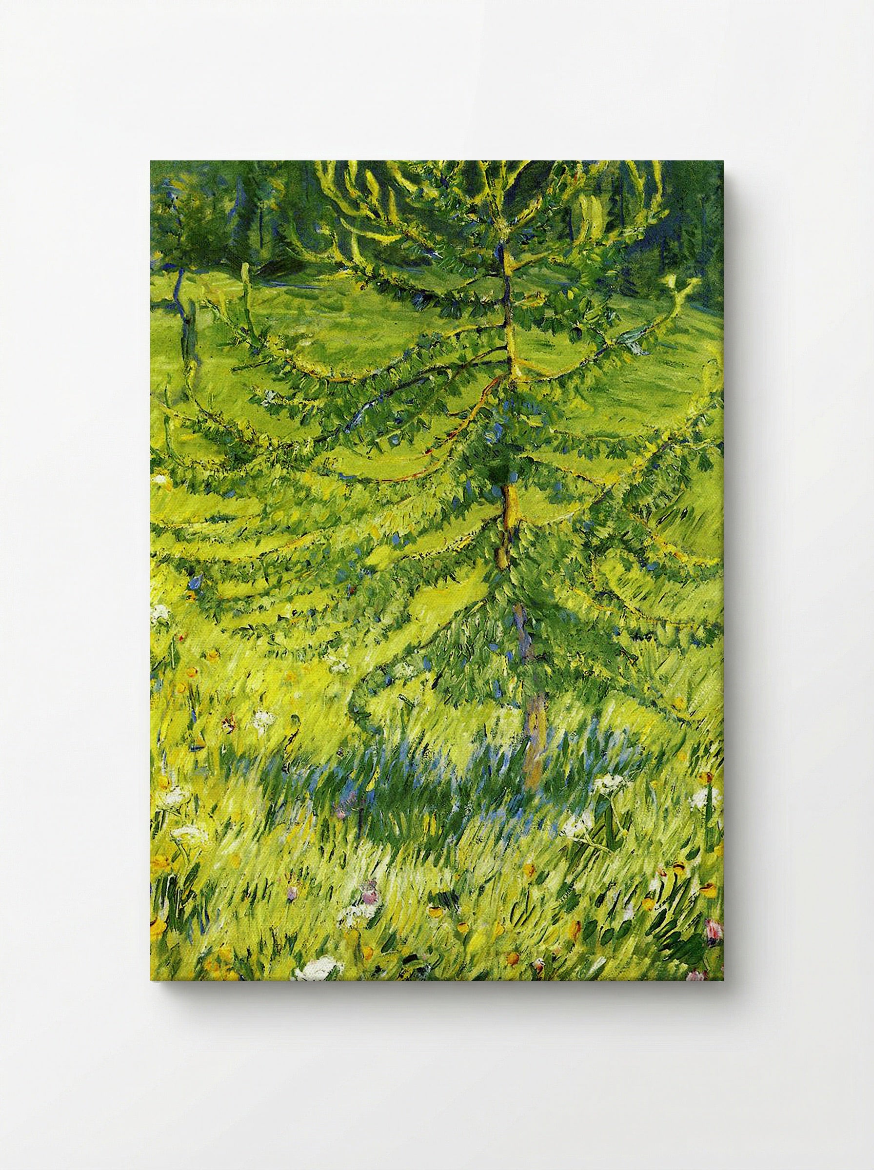 Larch Sapling - Konstantin Korovin - Canvas