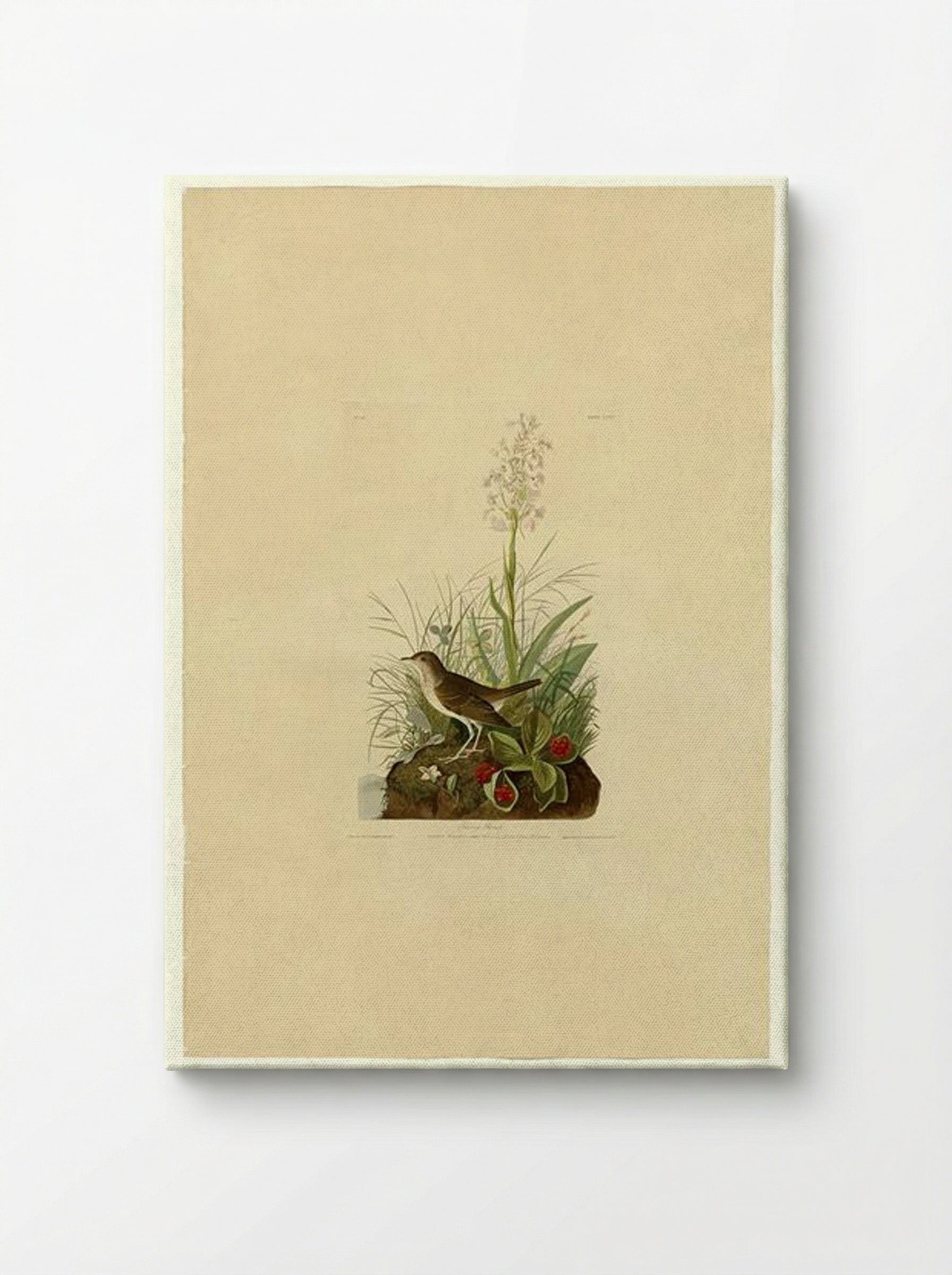 Plate 164 Tawny Thrush - John James Audubon - Canvas