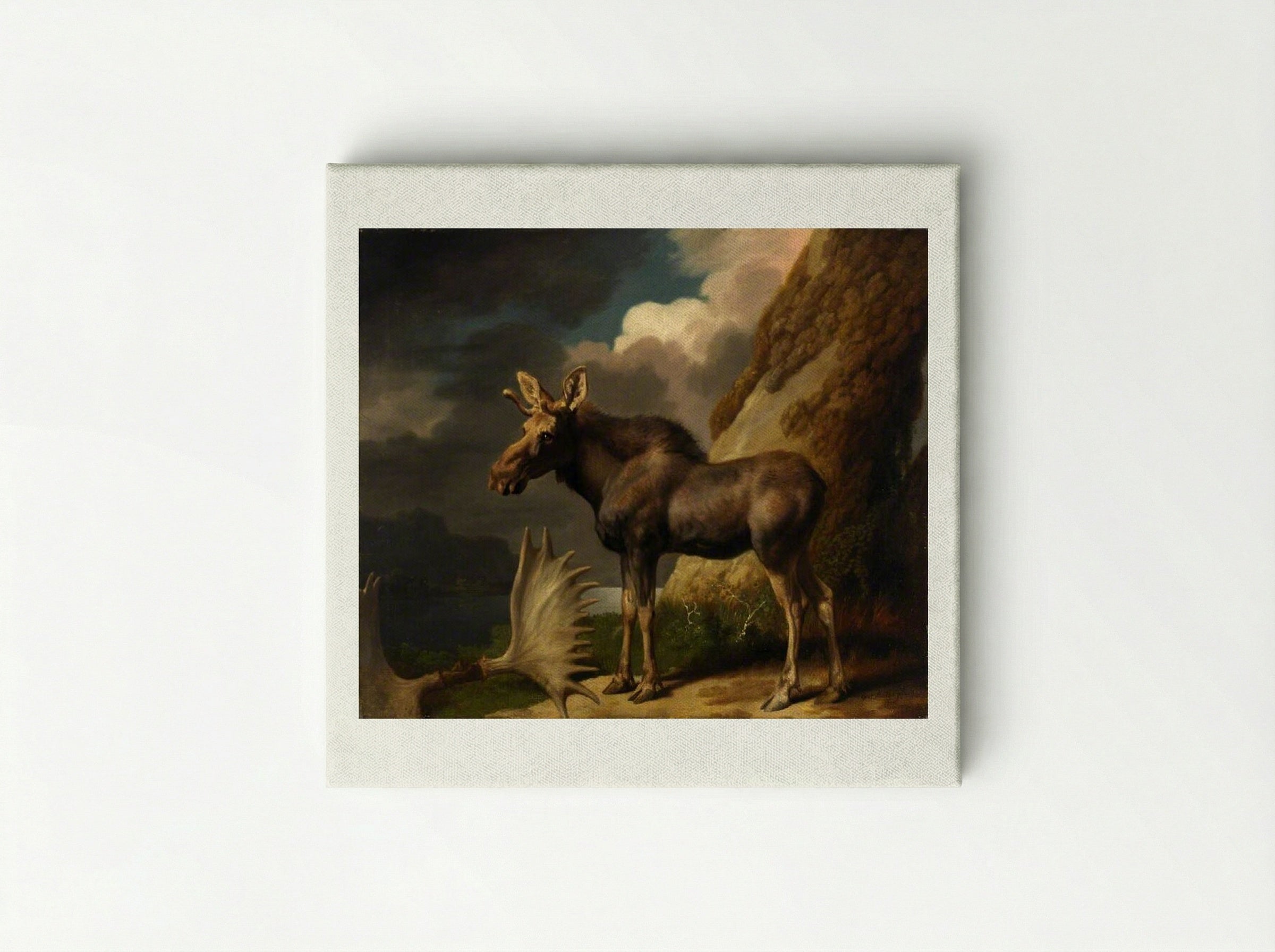 The Moose - George Stubbs - Canvas