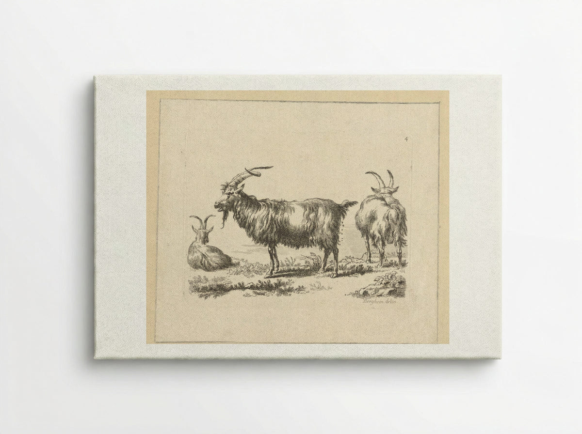 Drie geiten - François Vivares - Canvas