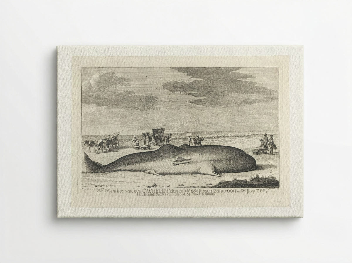 The Whale Stranded between Zandvoort and Wijk Op Zee - Hendrik Spilman - Canvas