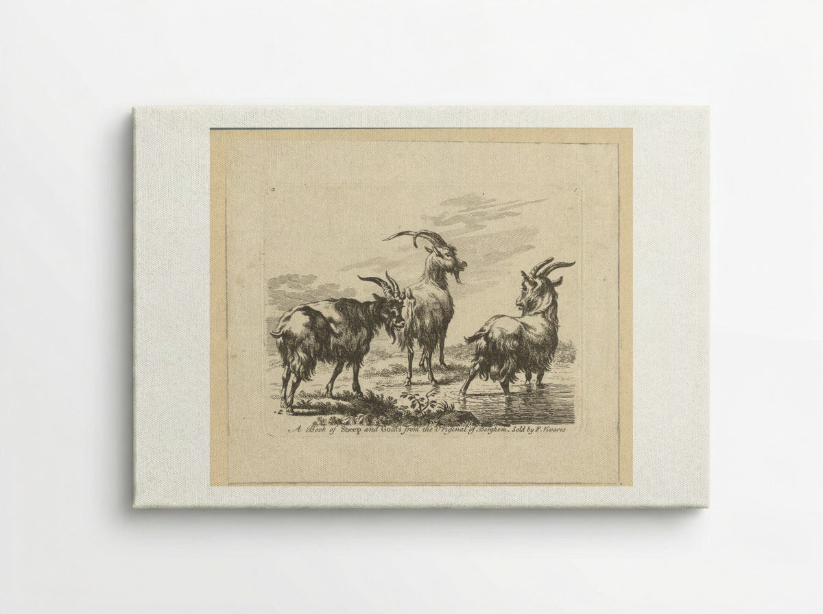 Three Goats by a Stream - François Vivares - Canvas