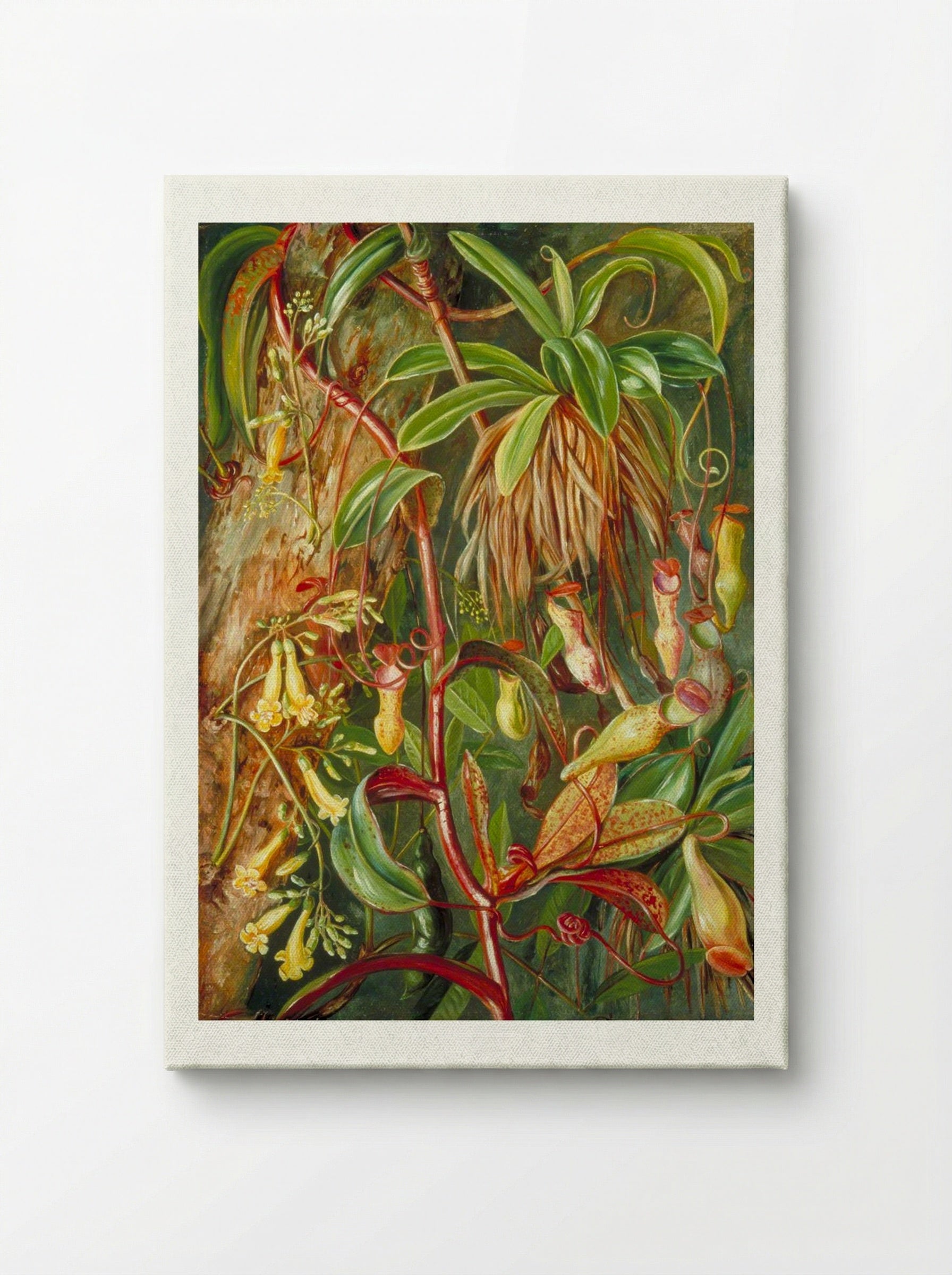 Seychelles Pitcher Plant and Bilimb Marron - Marianne North - Canvas