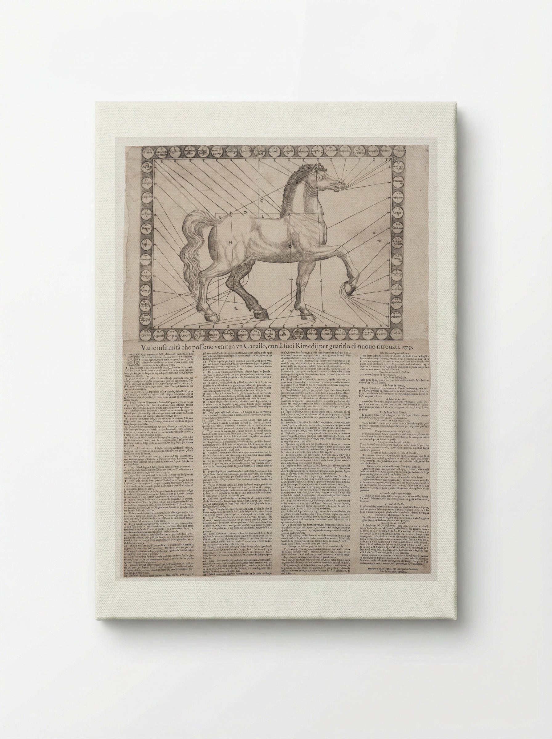 Broadside: Various Infirmities of Horses - Unidentified Artist - Canvas