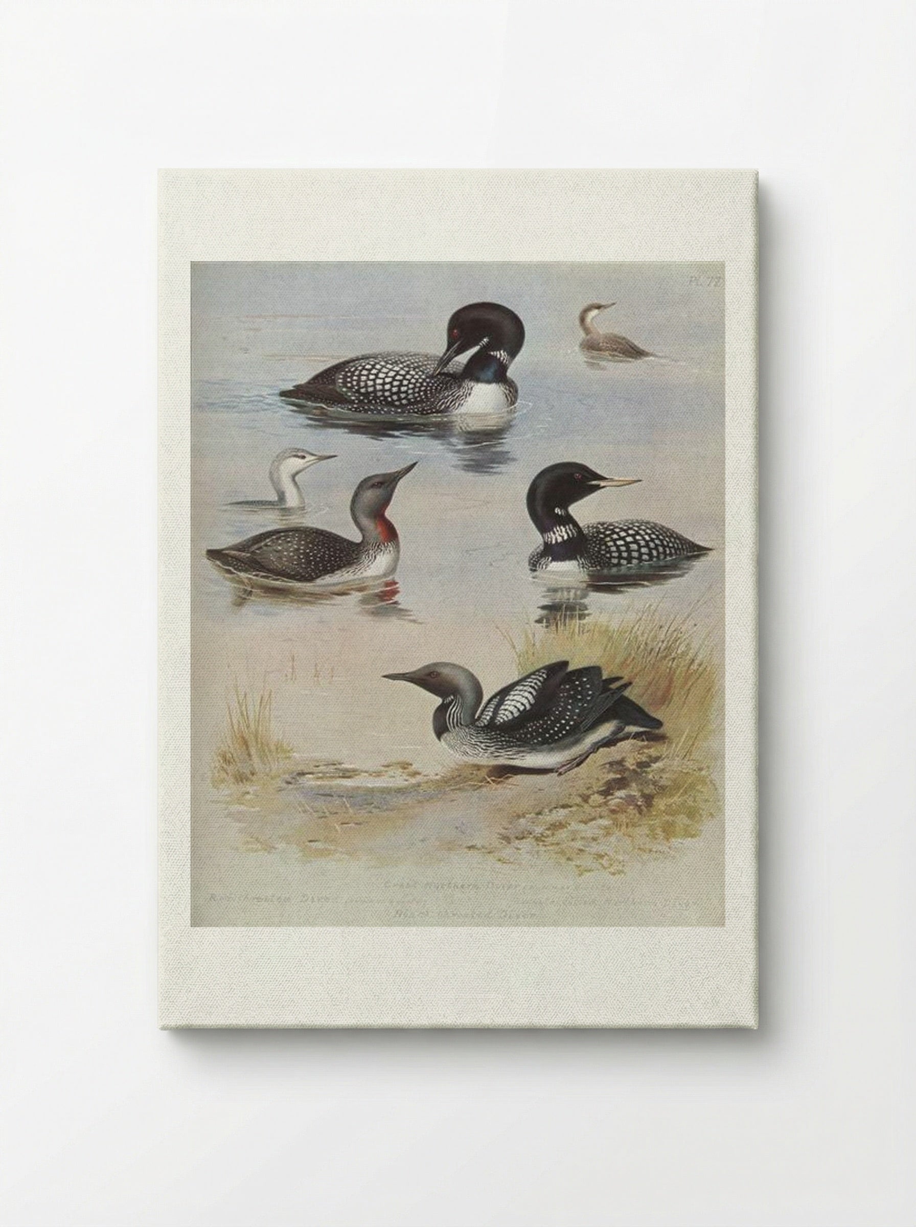 Great Northern Diver - Archibald Thorburn - Canvas