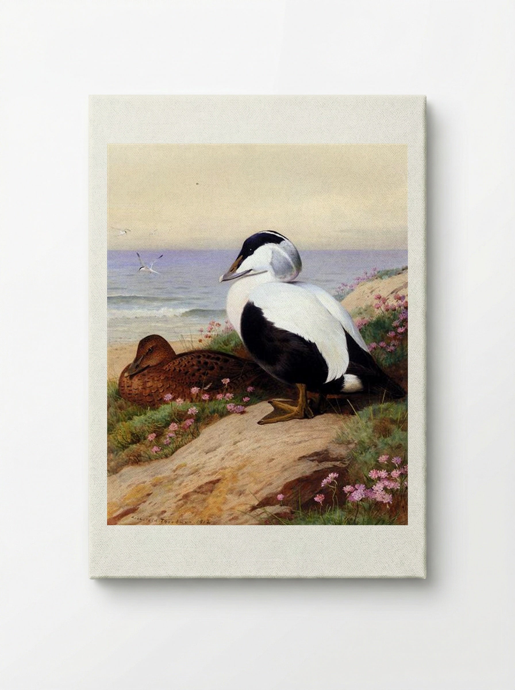 Common Eider Ducks - Archibald Thorburn - Canvas