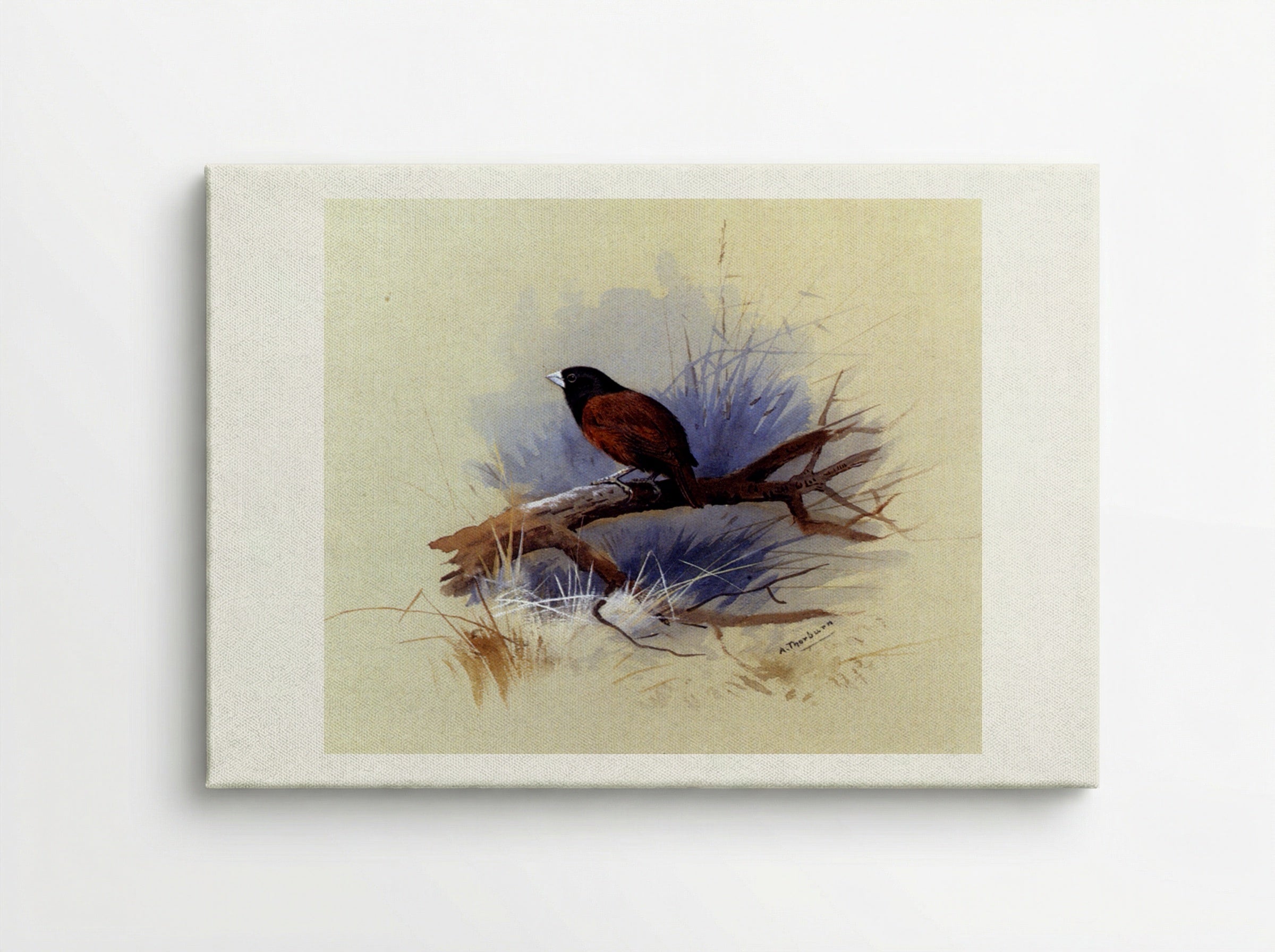 A Nepalese Black-headed Nun on a Branch - Archibald Thorburn - Canvas