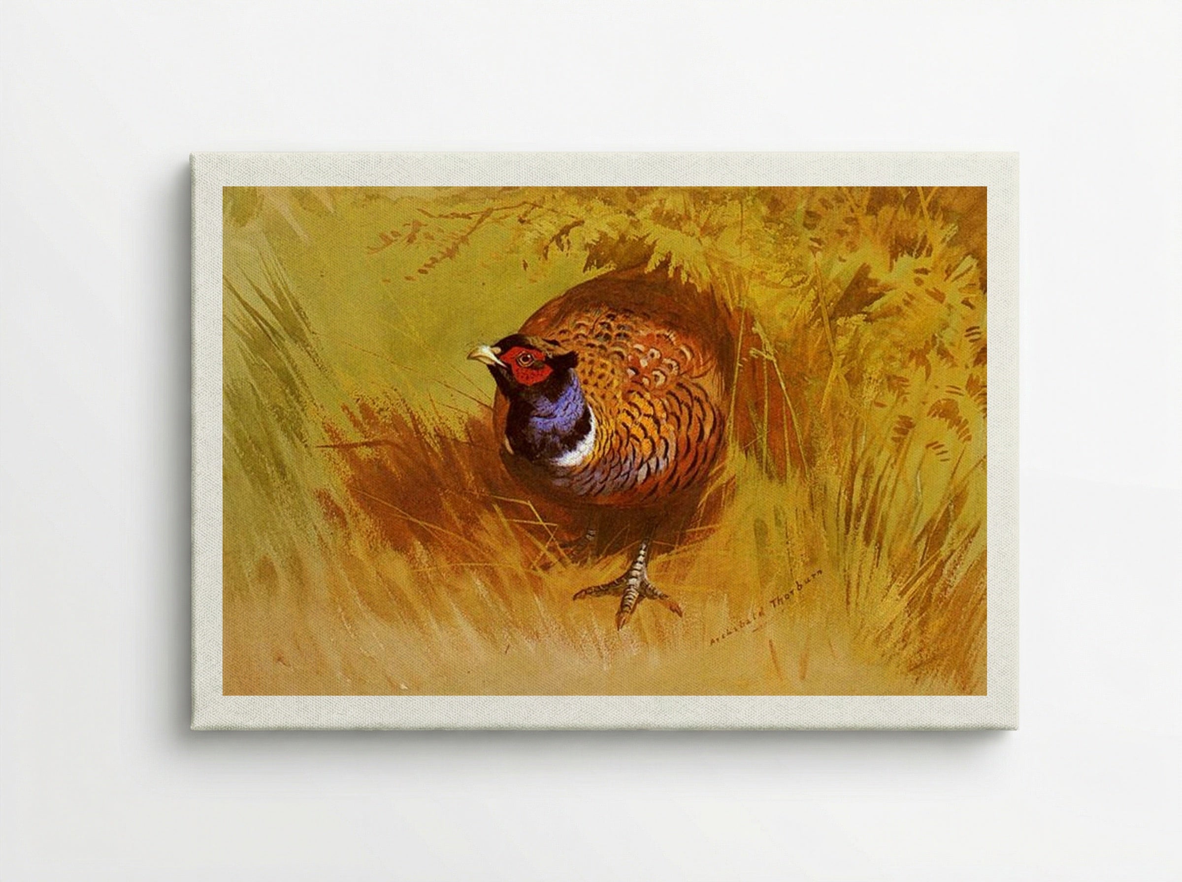 A Cock Pheasant - Archibald Thorburn - Canvas