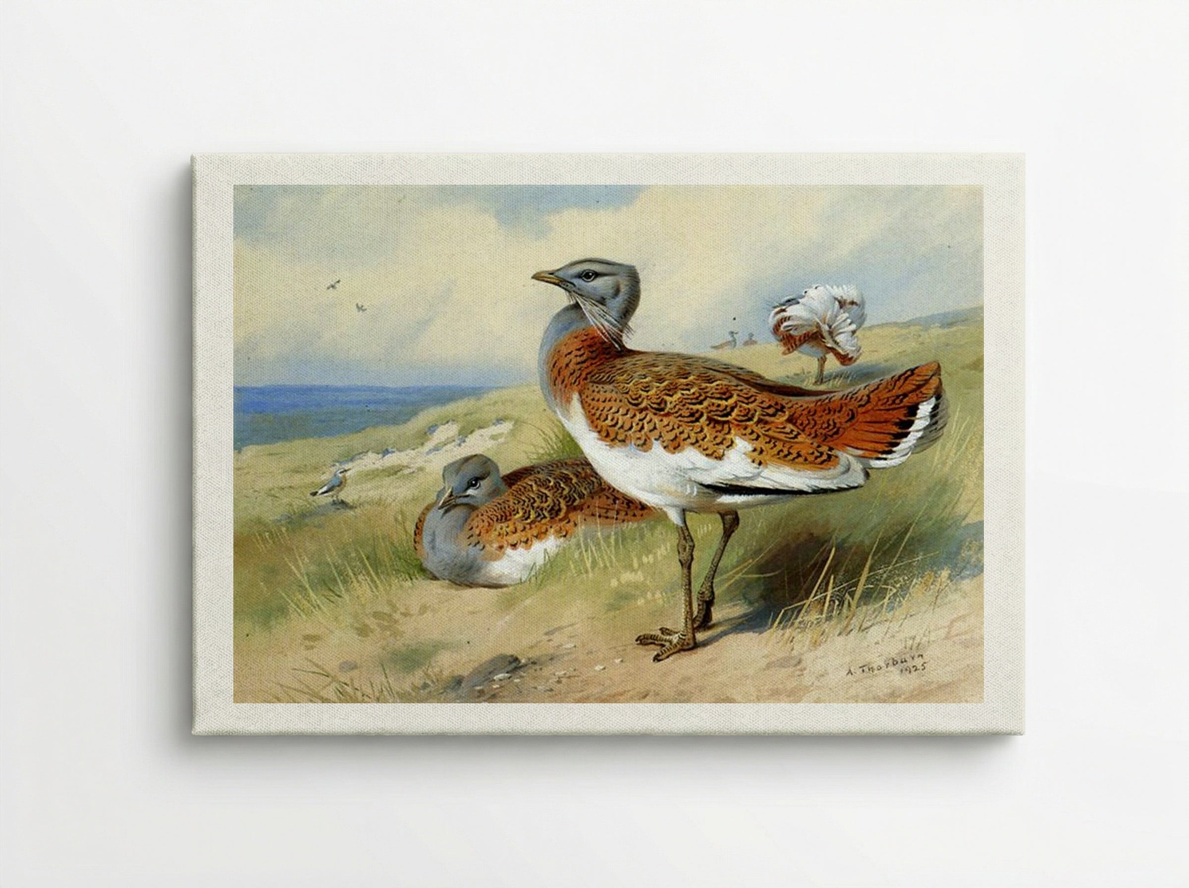 Great Bustards - Archibald Thorburn - Canvas