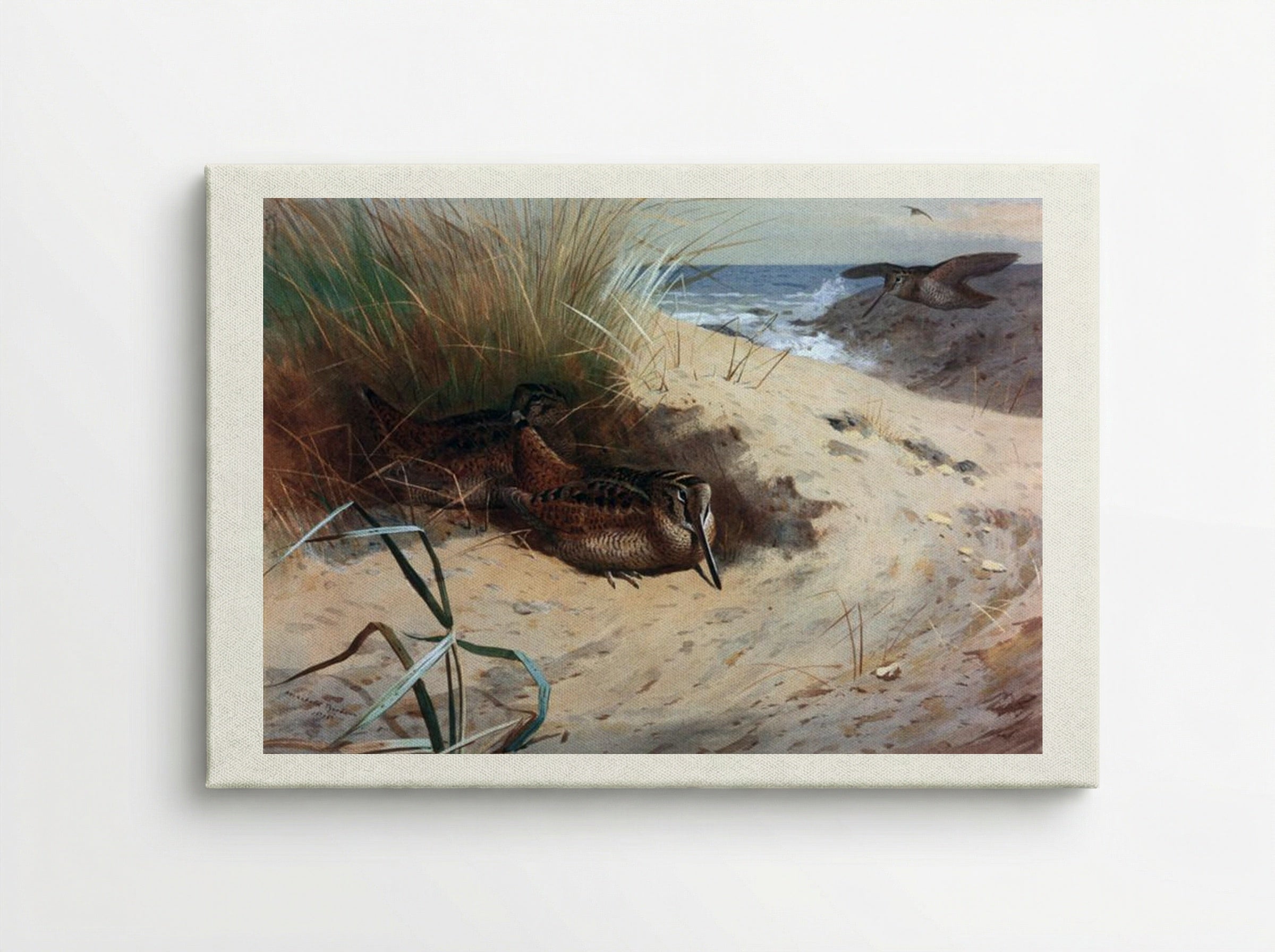 Woodcock Among the Dunes - Archibald Thorburn - Canvas