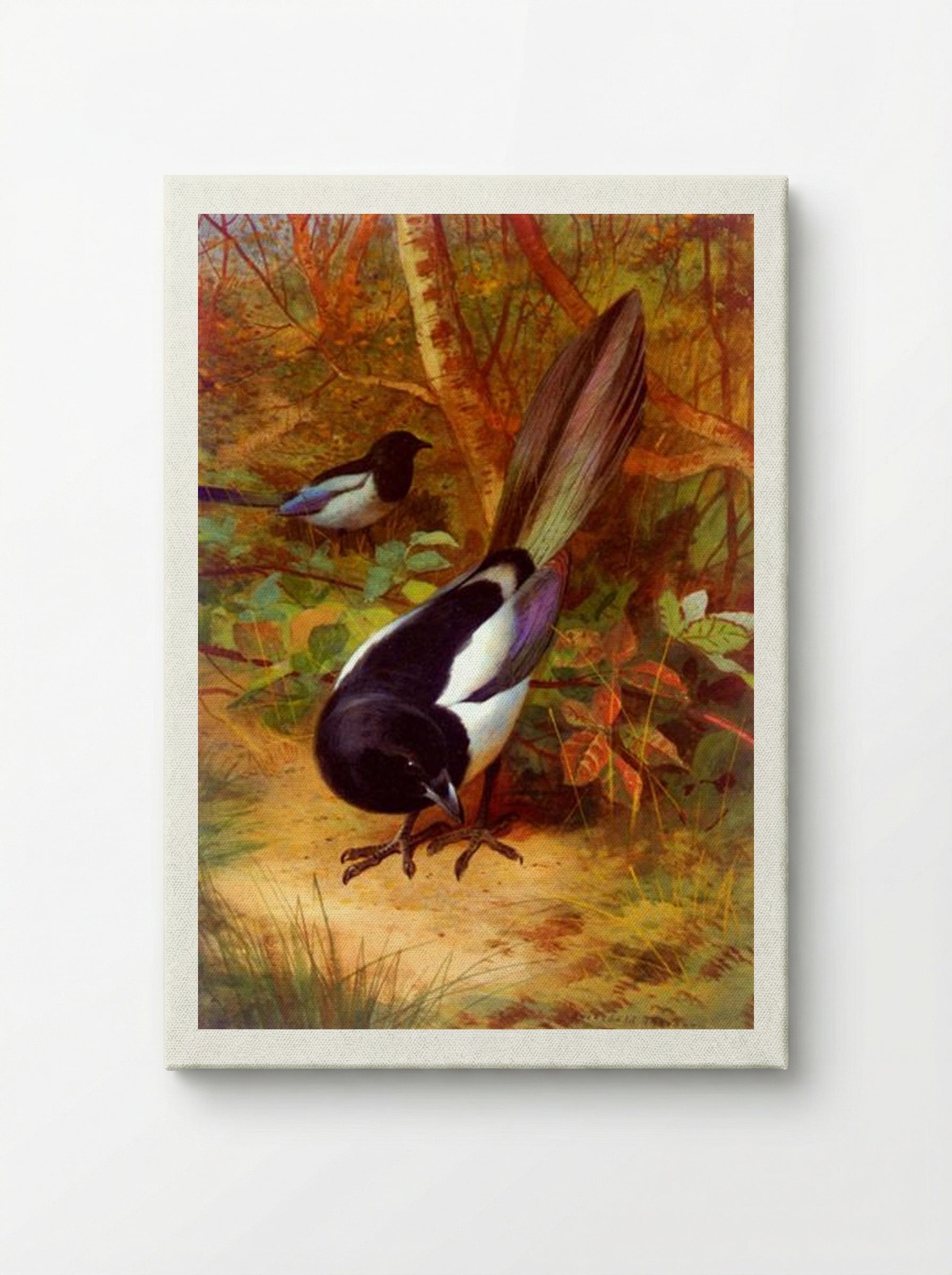 Magpies - Archibald Thorburn - Canvas