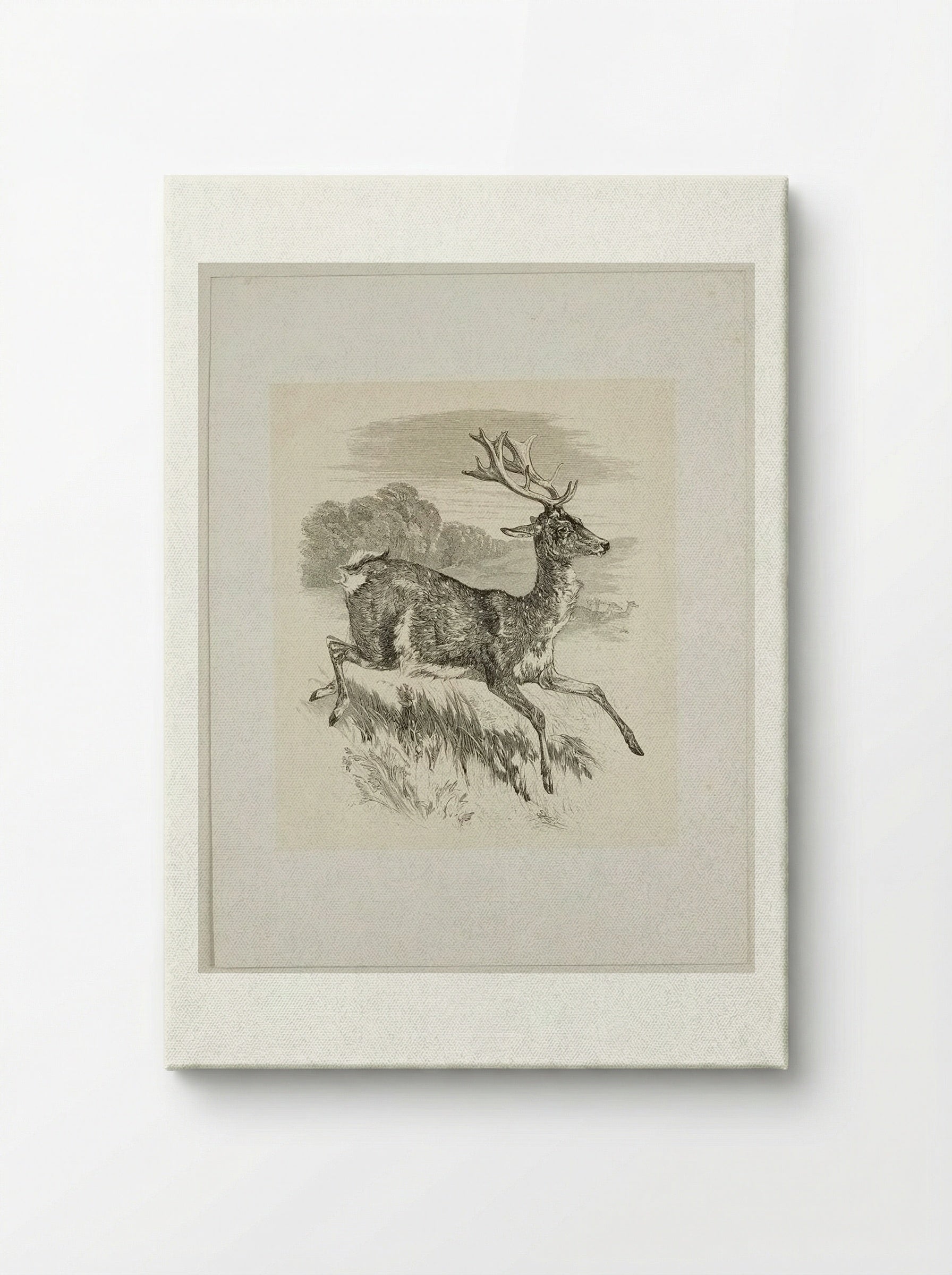 Stag - Walter Gorway - Canvas