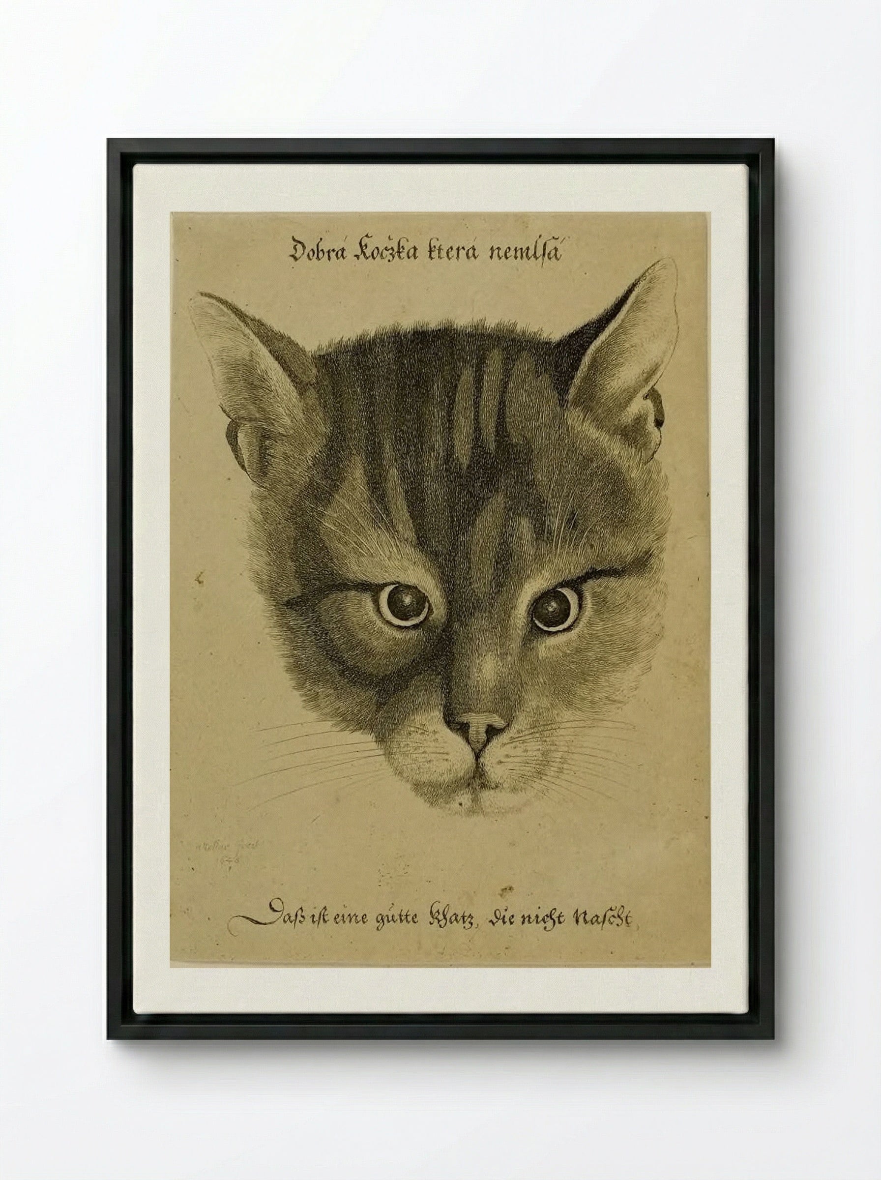 Head of a Cat - Wenceslaus Hollar - Framed Canvas Black