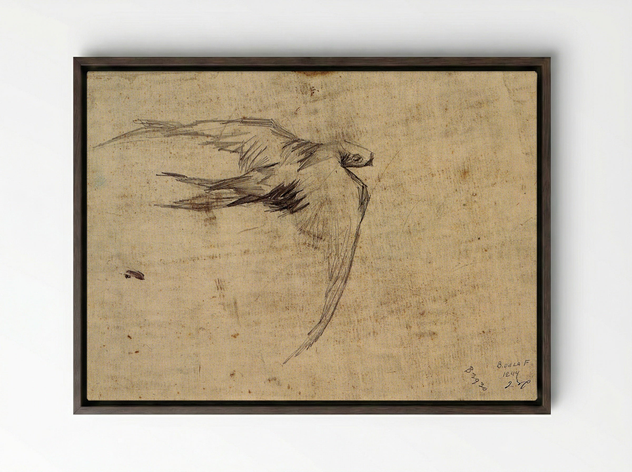 Study of a Swift in Flight - Leonardo da Vinci - Framed Canvas Dark Wood