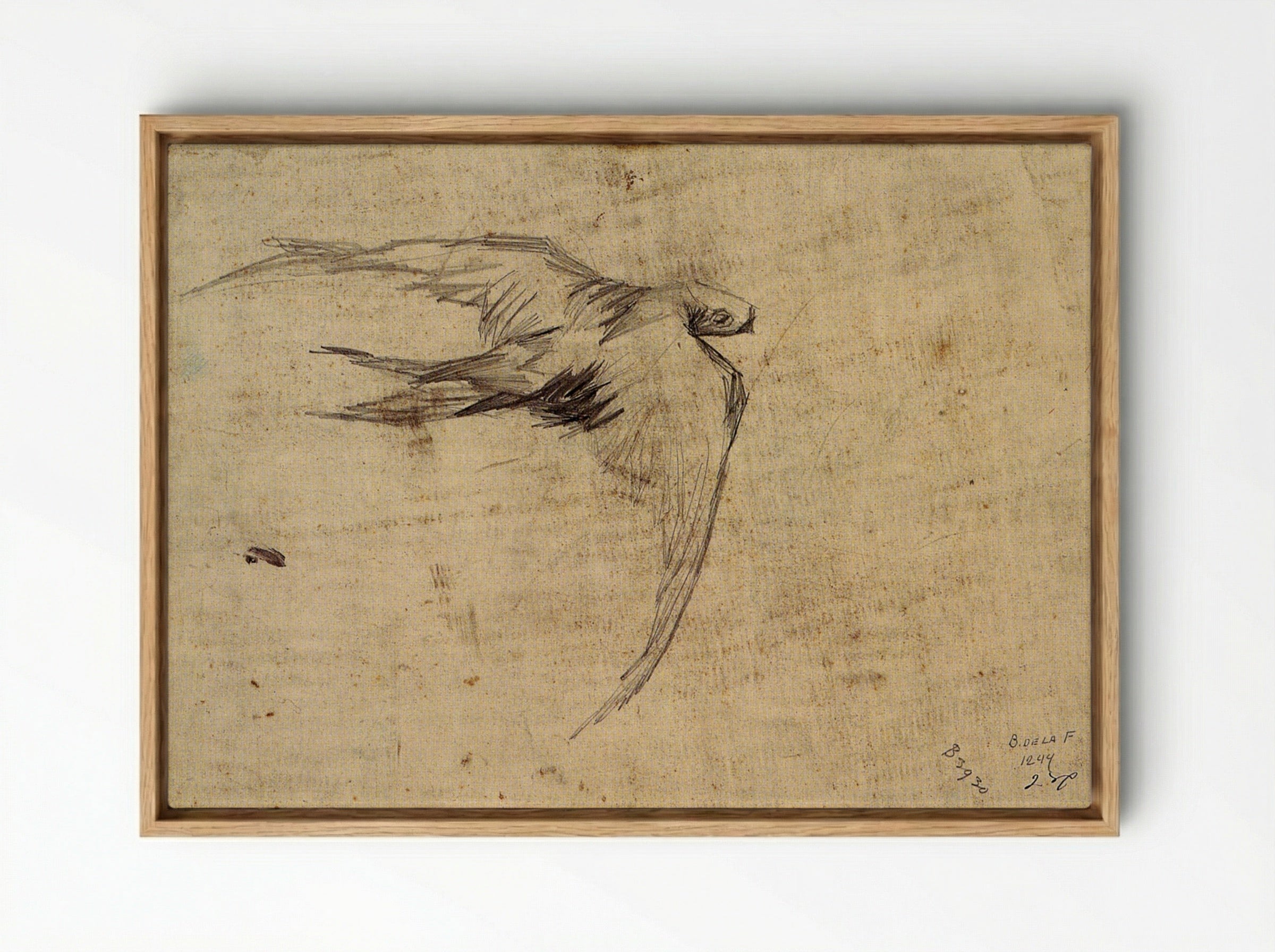 Study of a Swift in Flight - Leonardo da Vinci - Framed Canvas Wood
