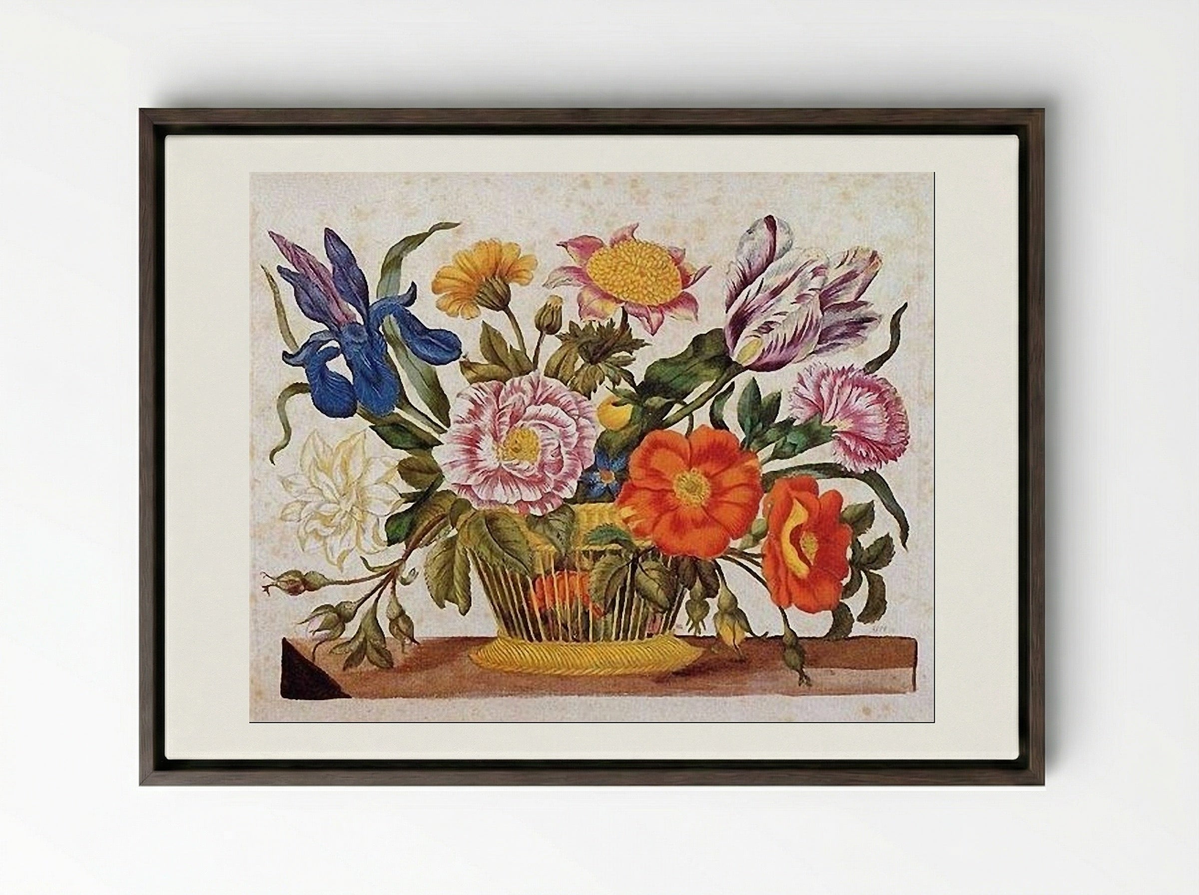 from Der Raupen wunderbare Verwandlung und sonderbare Blumennahrung, Plate CLXIX - Maria Sibylla Merian - Framed Canvas Dark Wood