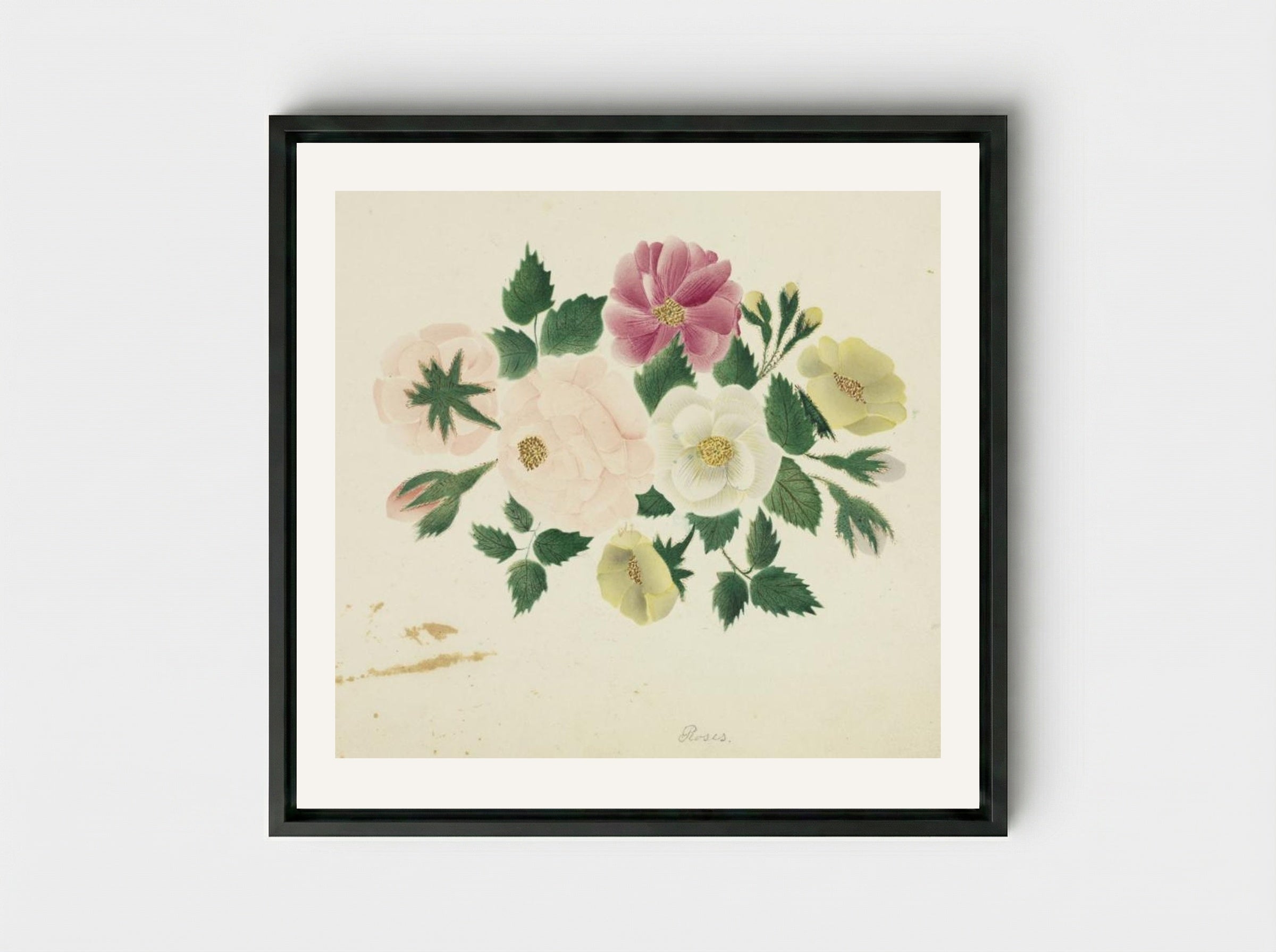 June Roses - Mary Altha Nims - Framed Canvas Black