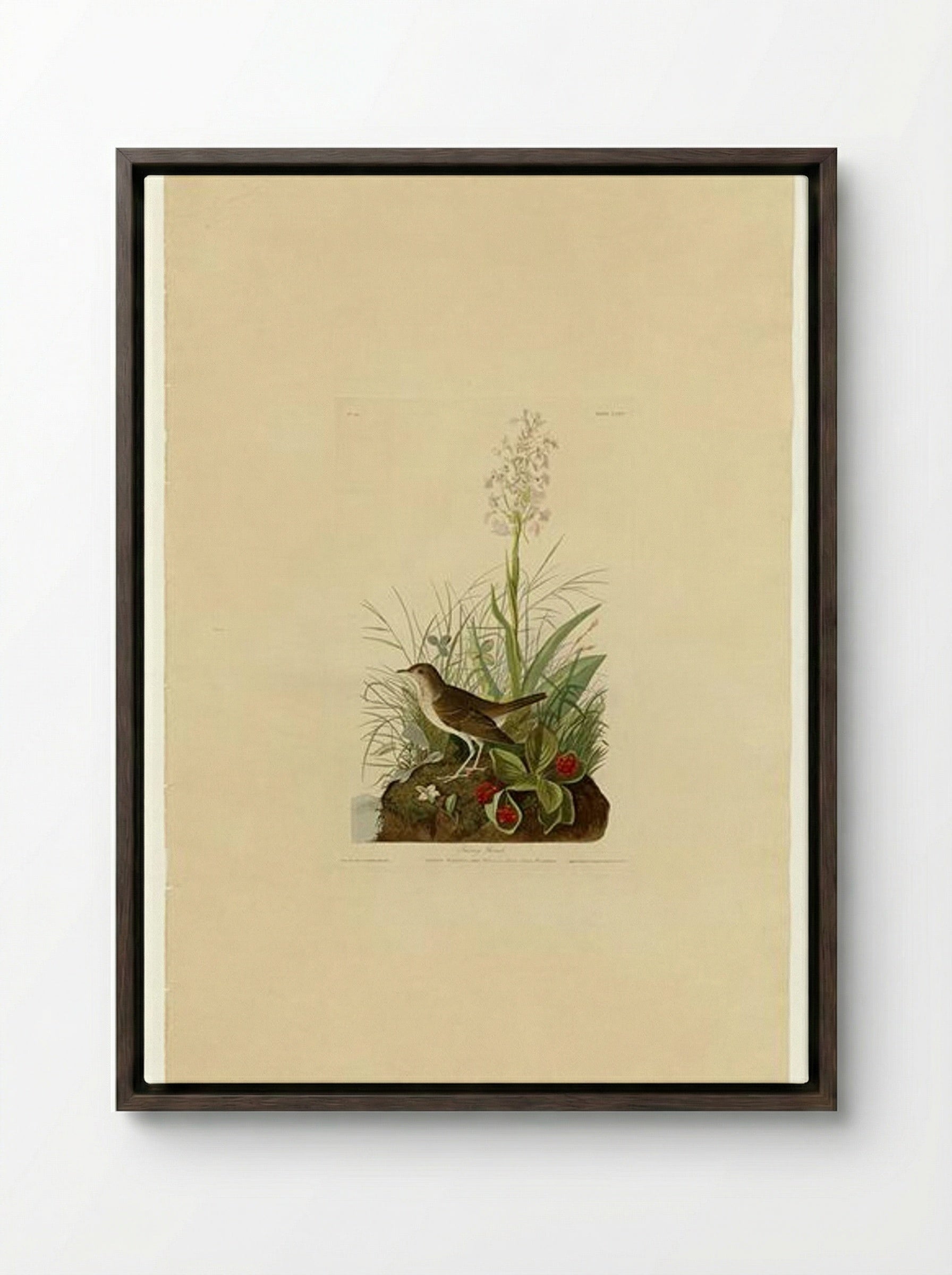 Plate 164 Tawny Thrush - John James Audubon - Framed Canvas Dark Wood